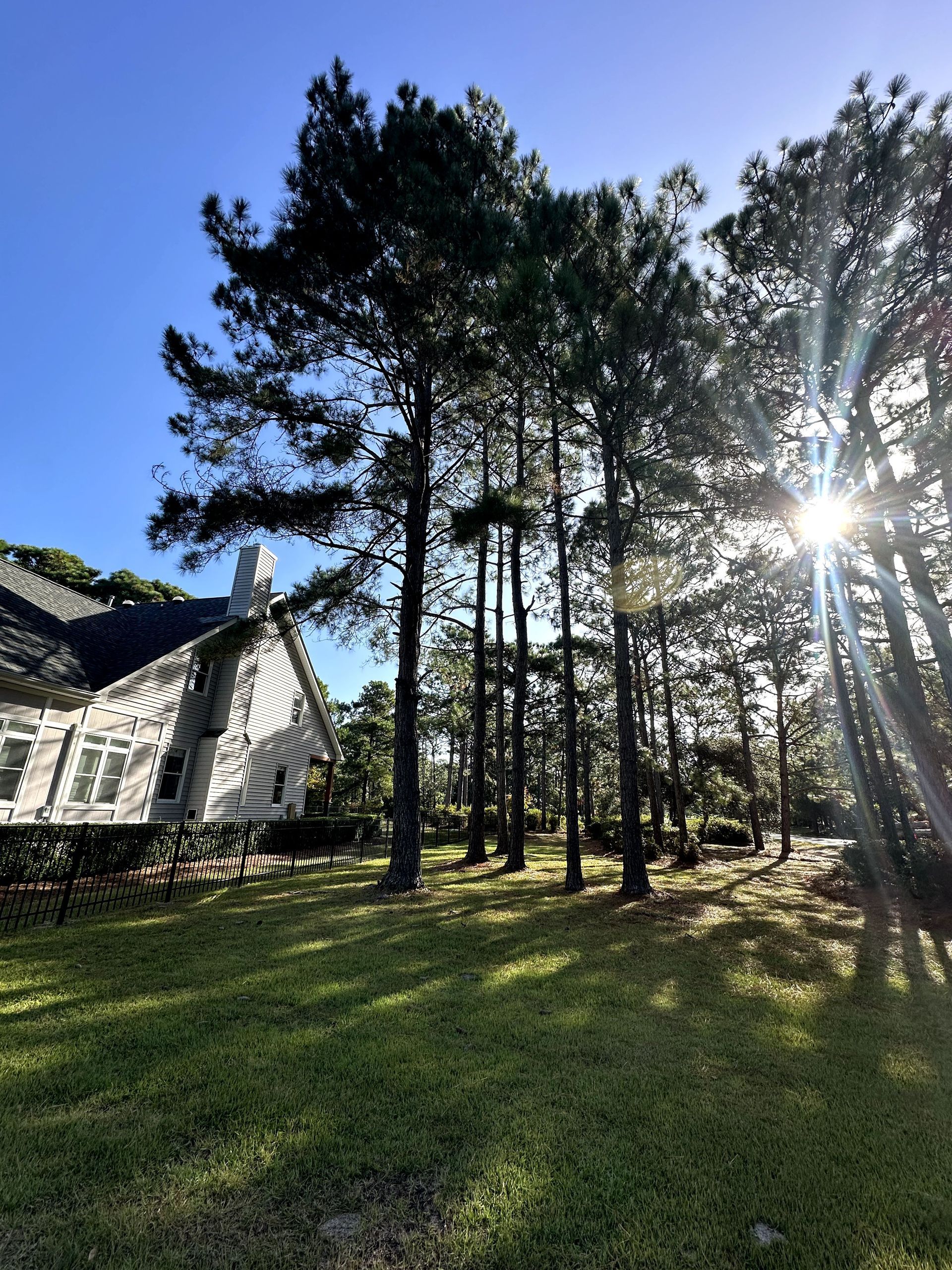 Sunny wooded yard with tall pine trees beside a white house under a blue sky