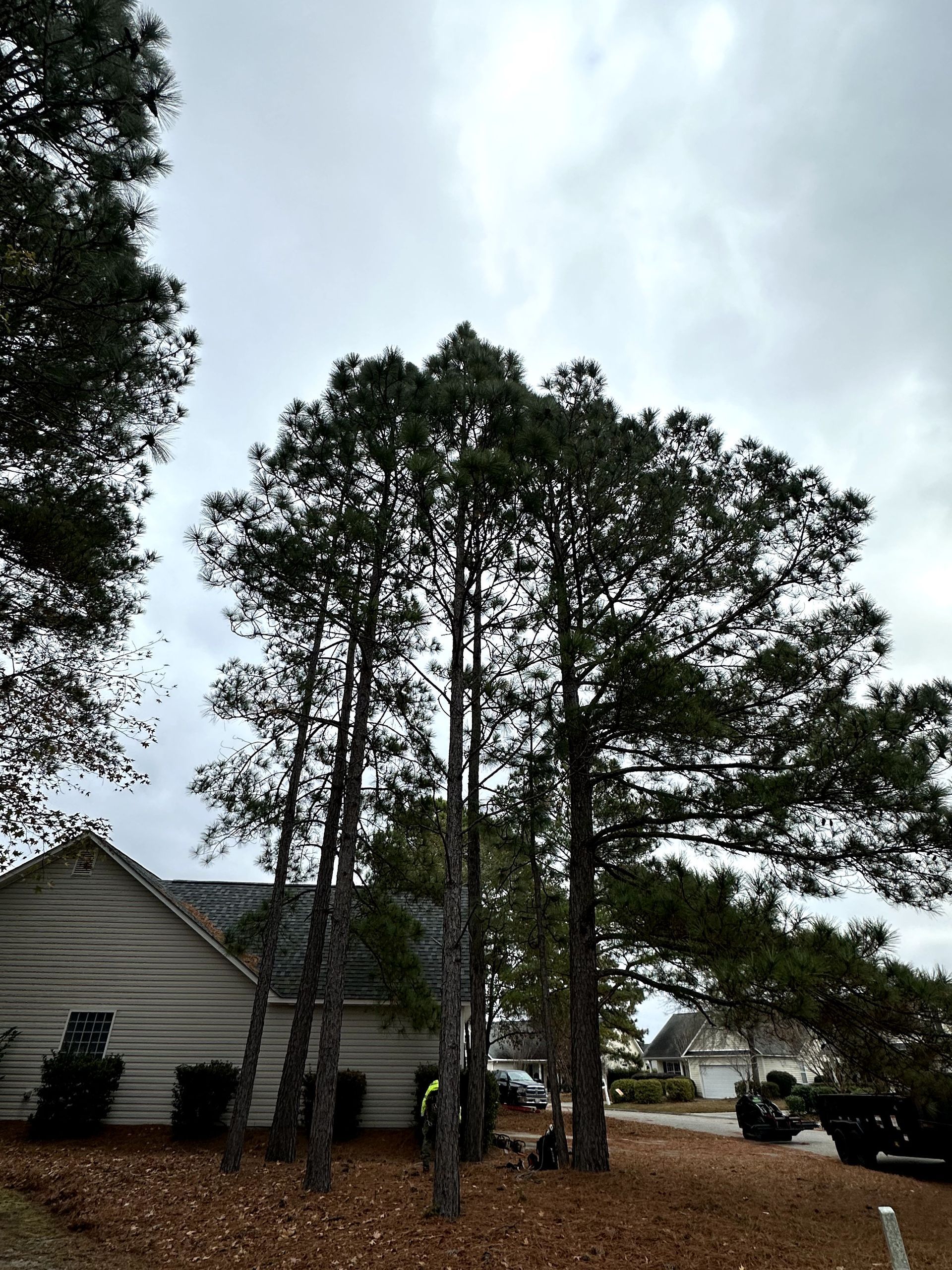 Tall pine trees beside a house and parked truck under a cloudy sky
