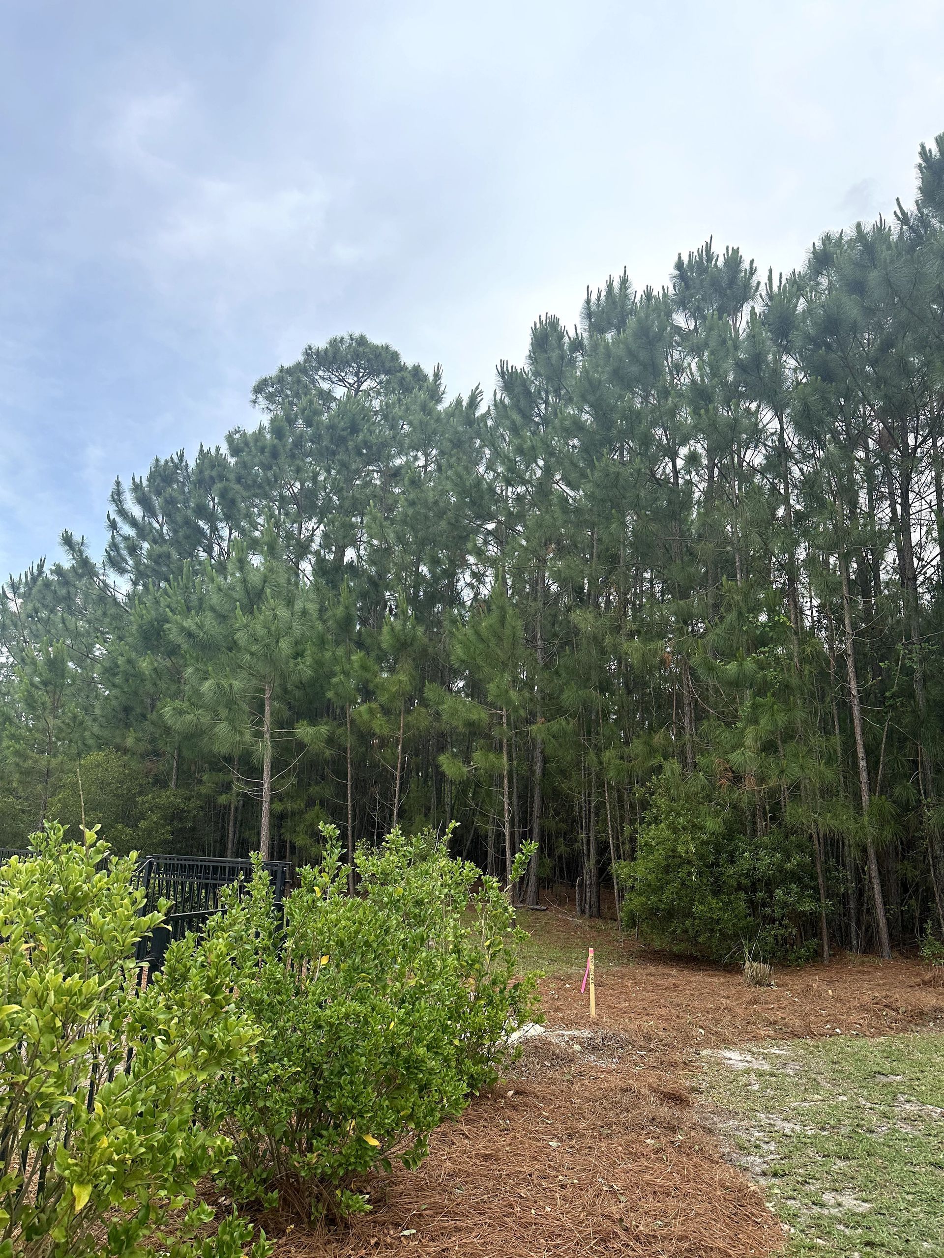 Wooded path with young green shrubs under tall pine trees and a cloudy sky