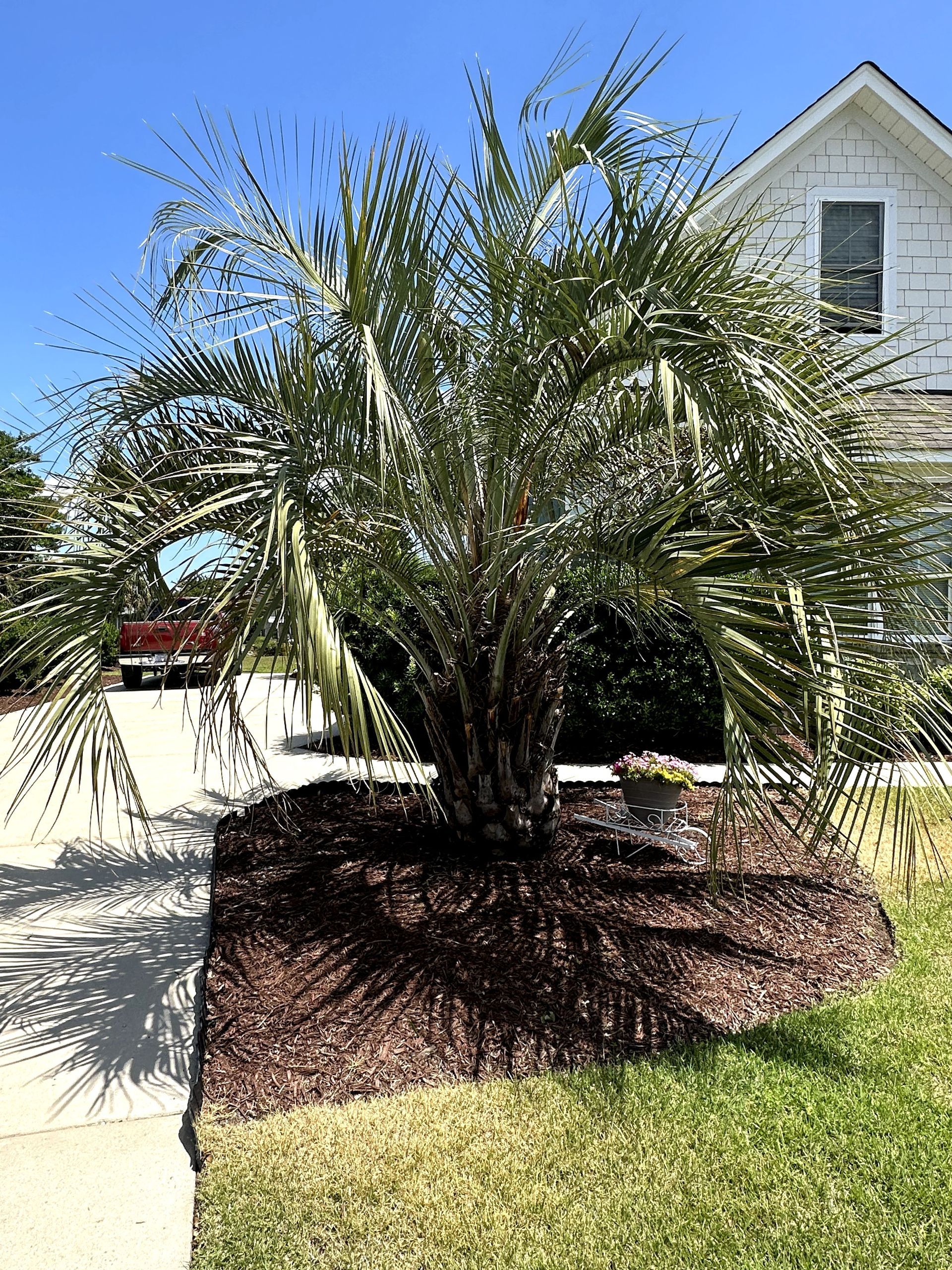 Palm tree in a mulched yard beside a sidewalk and white house under a clear blue sky