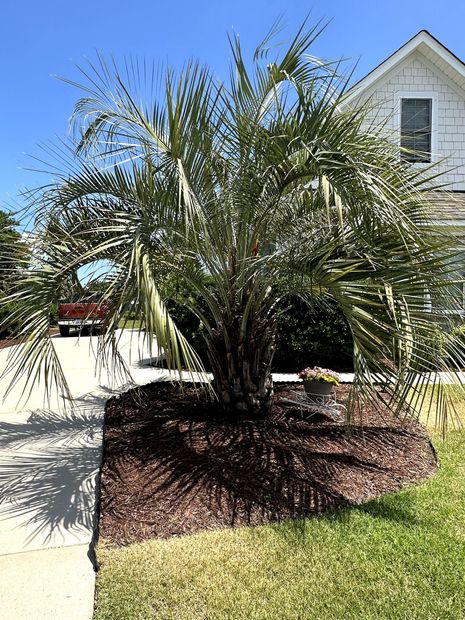 Palm tree in a mulched yard beside a sidewalk and white house under a clear blue sky