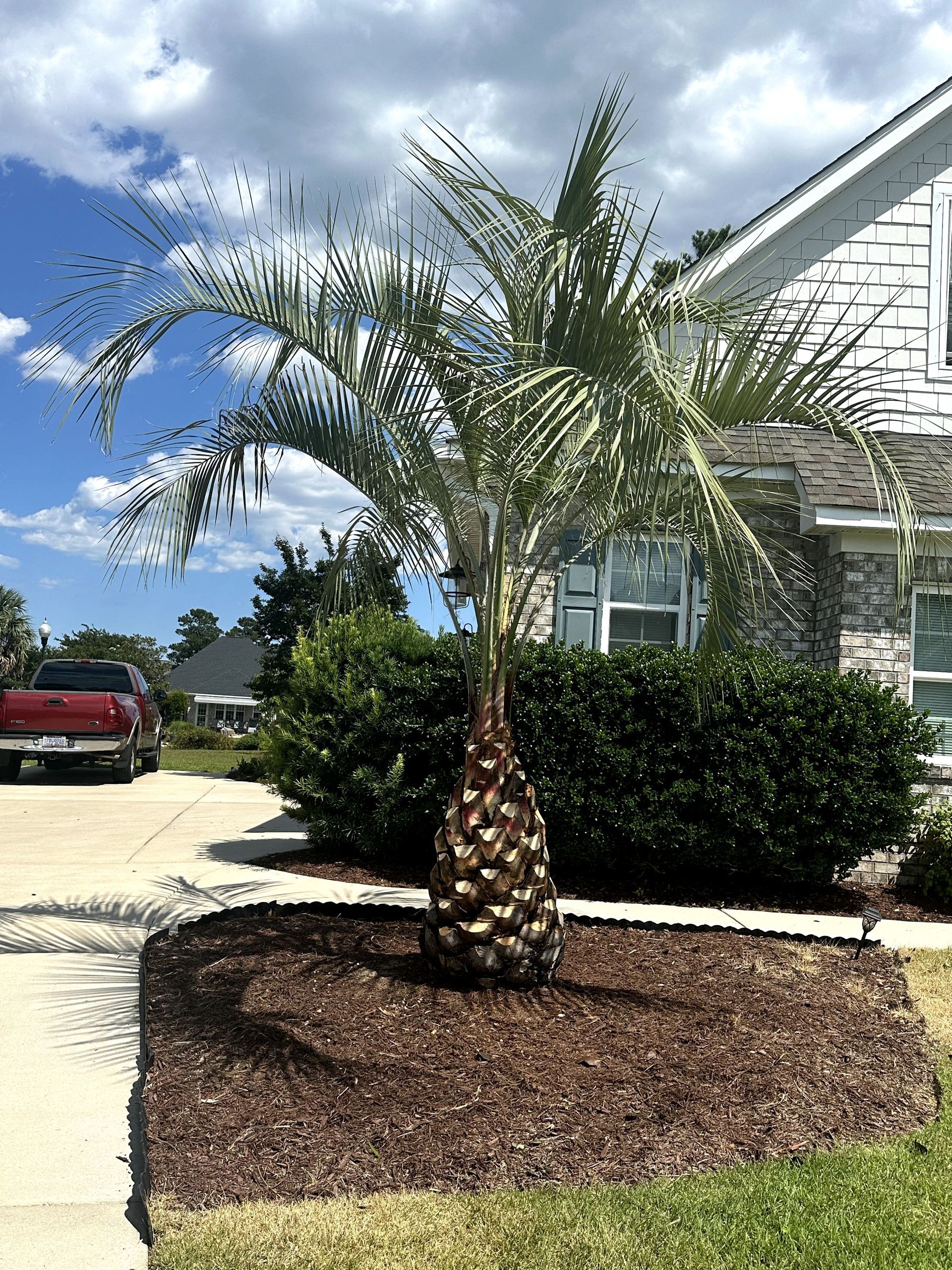 Palm tree in a landscaped front yard beside a white house and driveway under a partly cloudy sky.