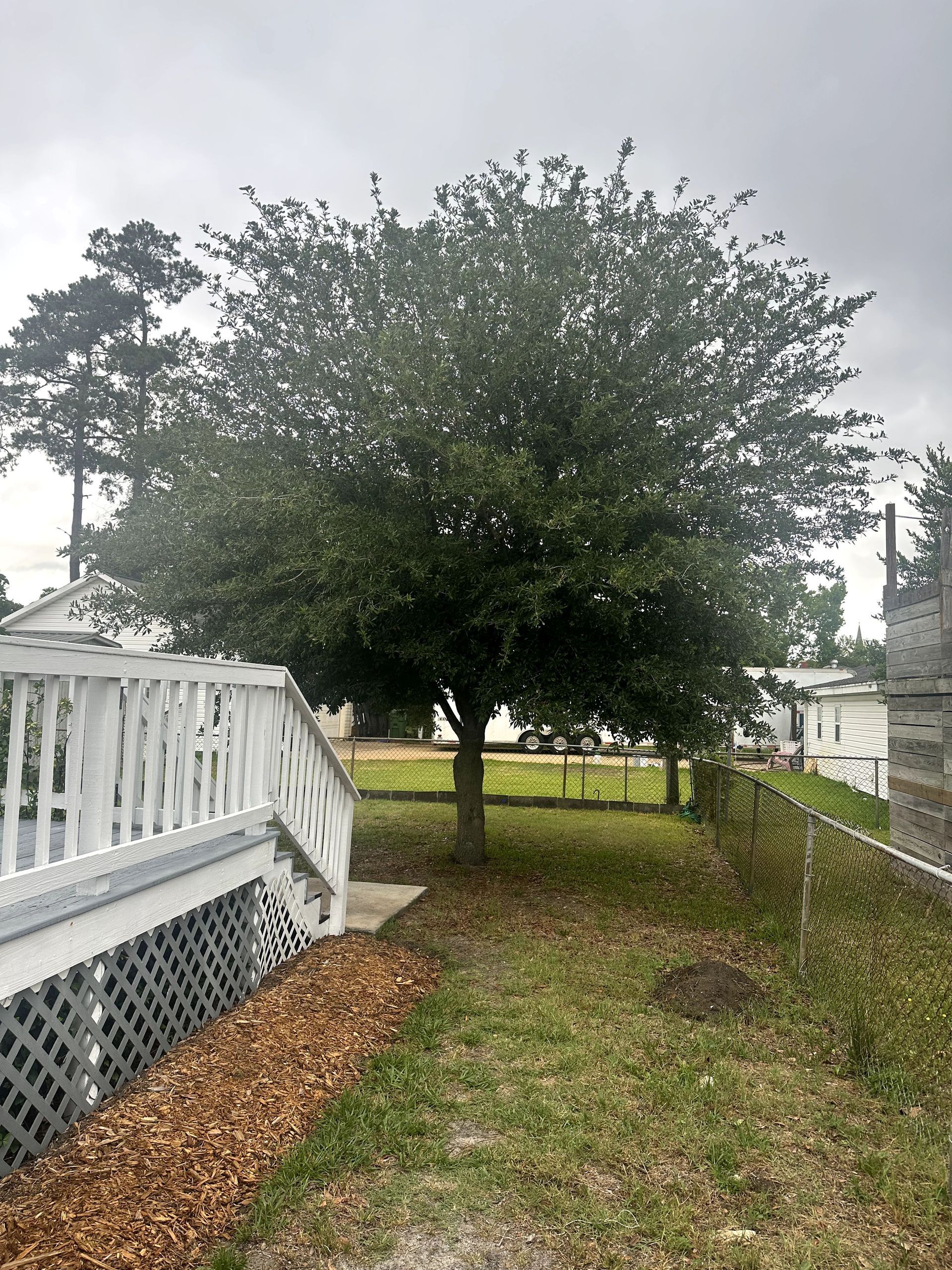 A leafy tree in a grassy yard beside a white porch and a gravel path on a cloudy day