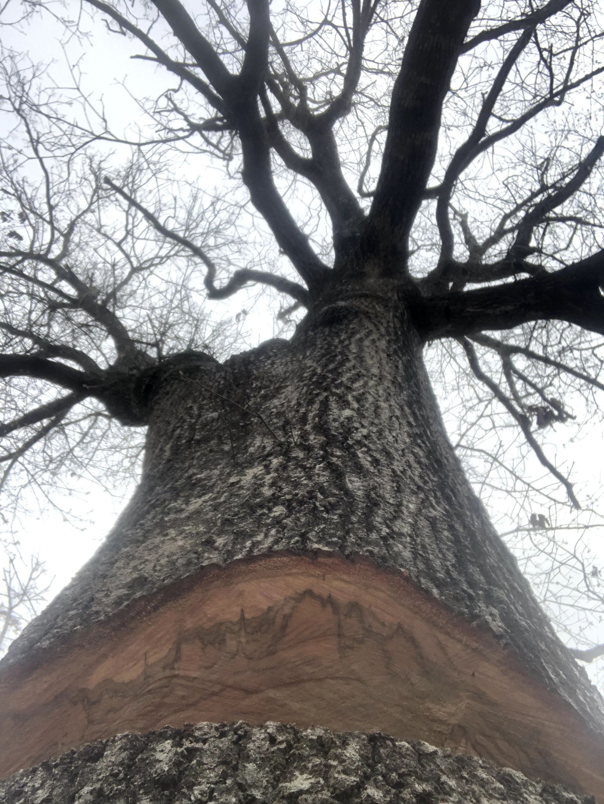 Low-angle view of a large leafless tree trunk with bare branches against a gray sky