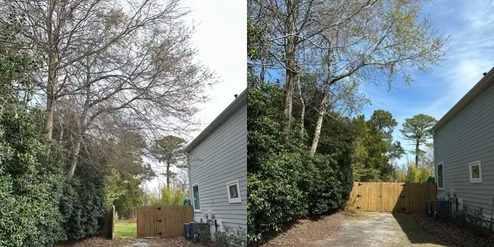 Backyard with two gray houses, trees, shrubs, and a wooden fence under a blue sky