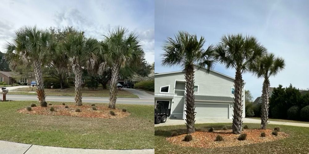 Palm trees and a white house with a gray roof on a grassy suburban lot