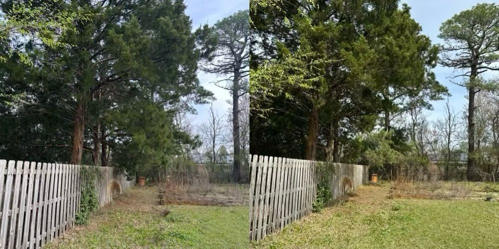 Wooded yard with a white fence, bare path, and tall trees under a clear sky