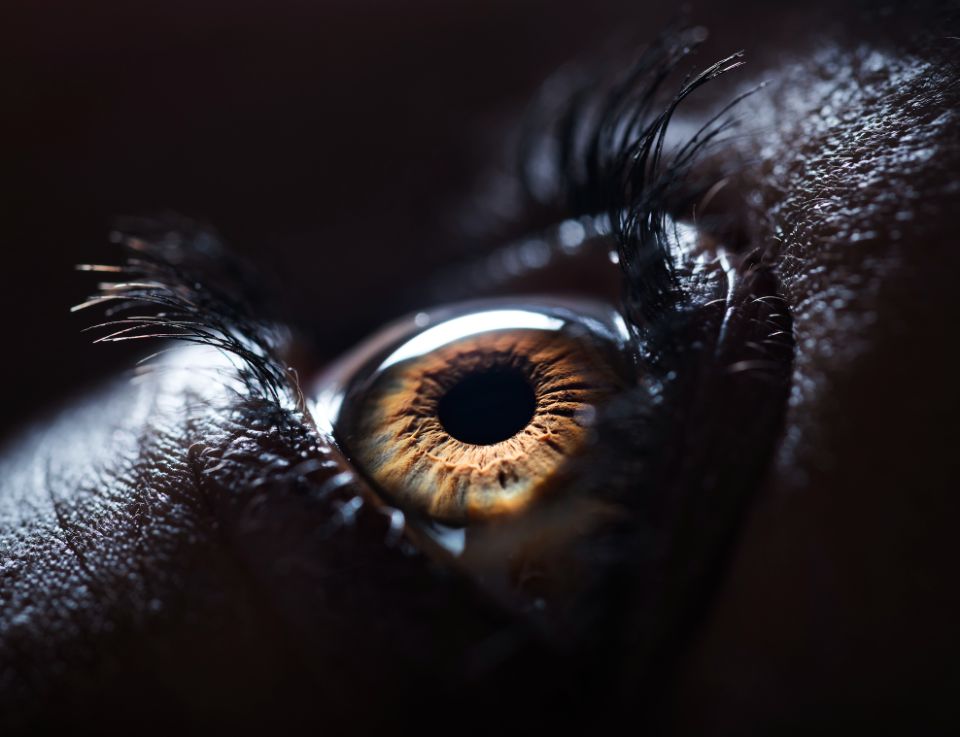 ottica