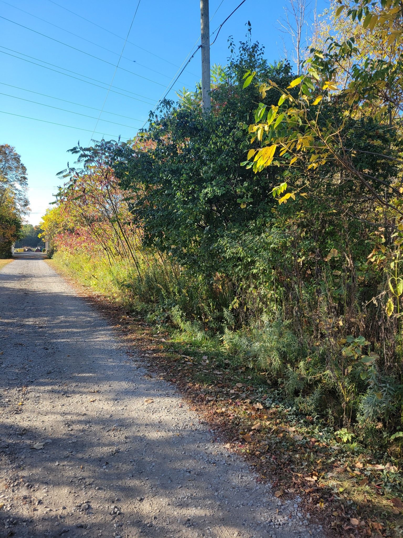Sunlit gravel path beside dense green and yellow roadside brush under a blue sky