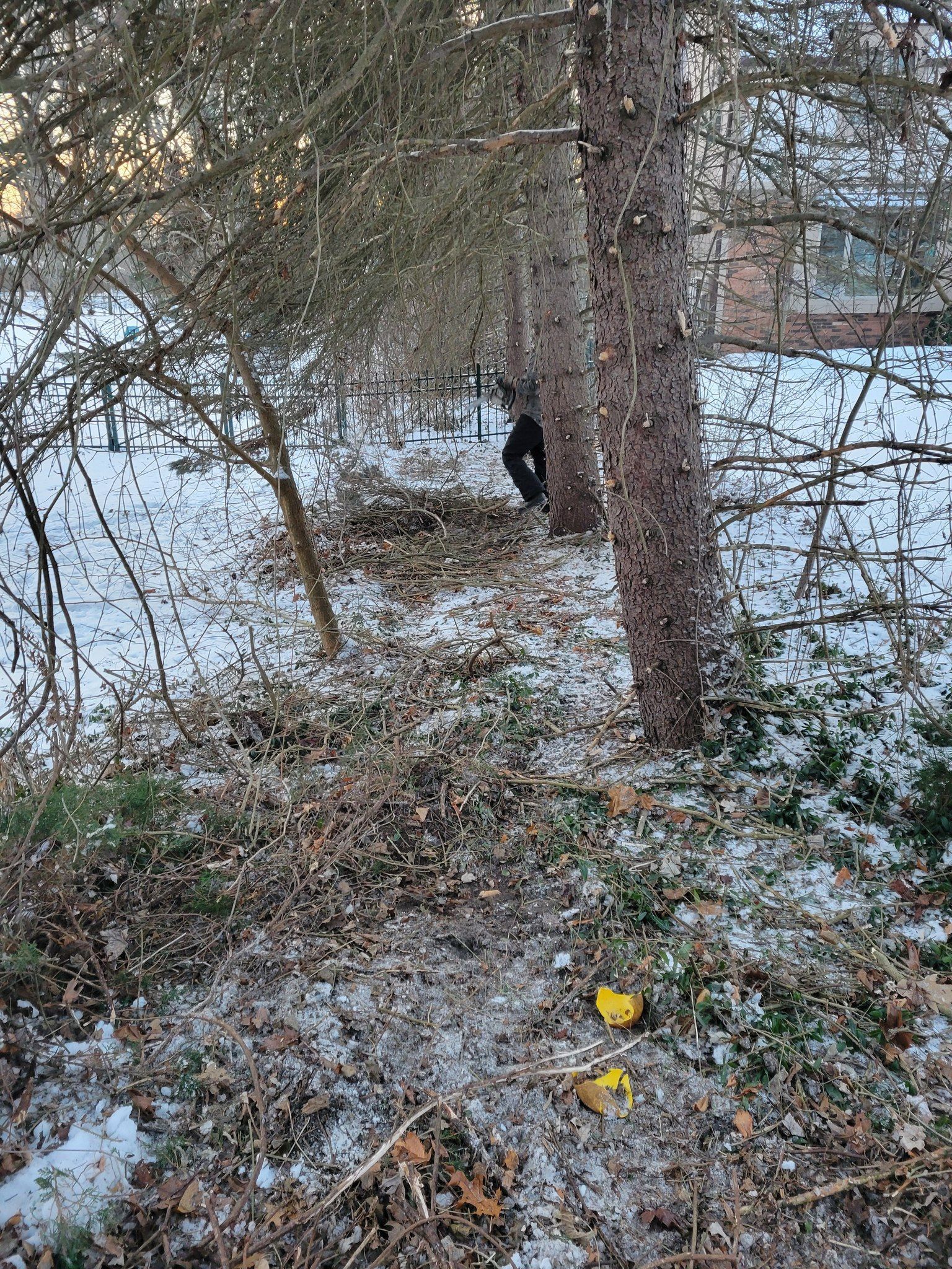 Black-and-white cat standing near a tree in a snowy wooded area