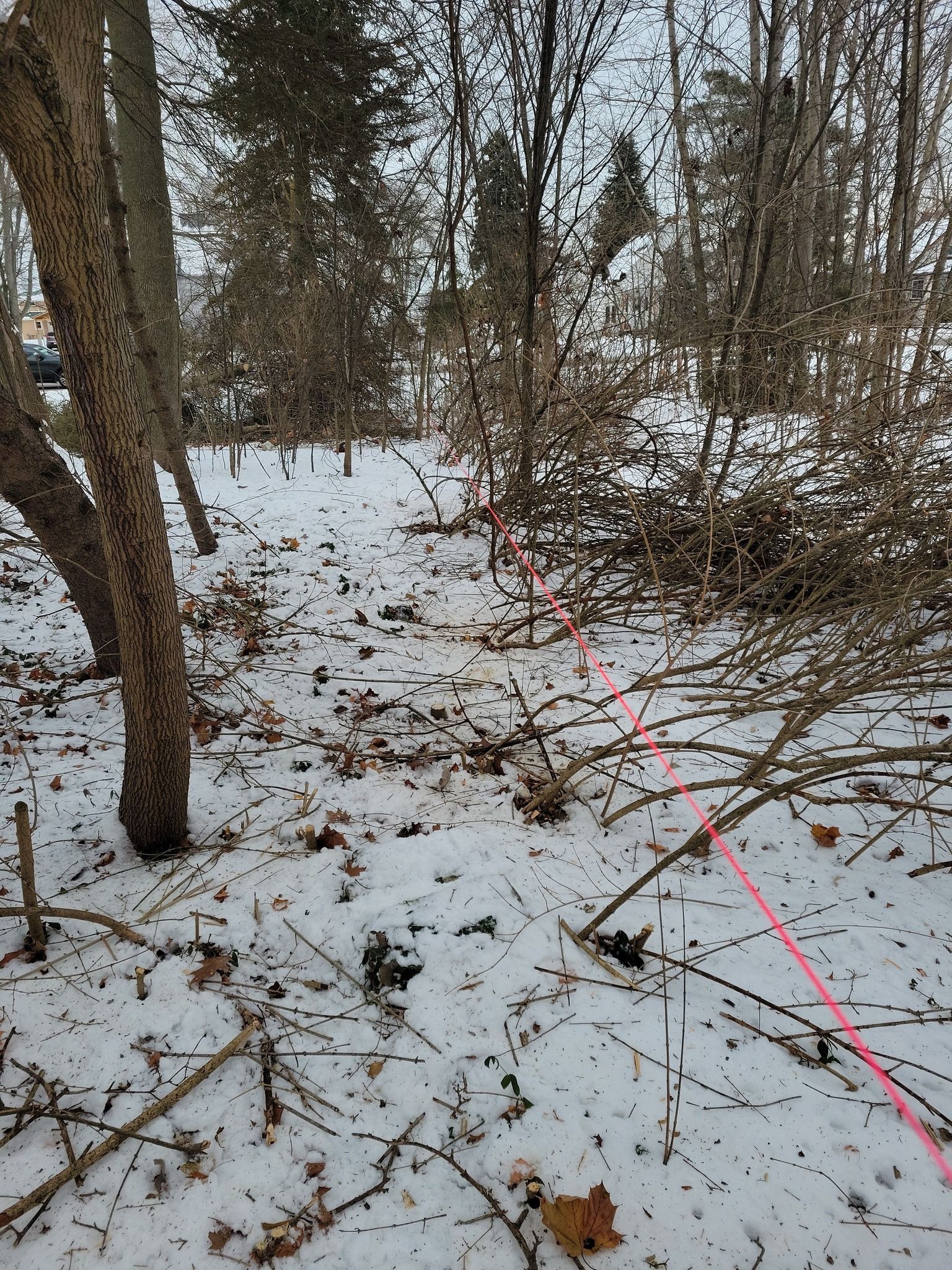 Snowy forest trail with bare trees and a pink rope or line along the right side