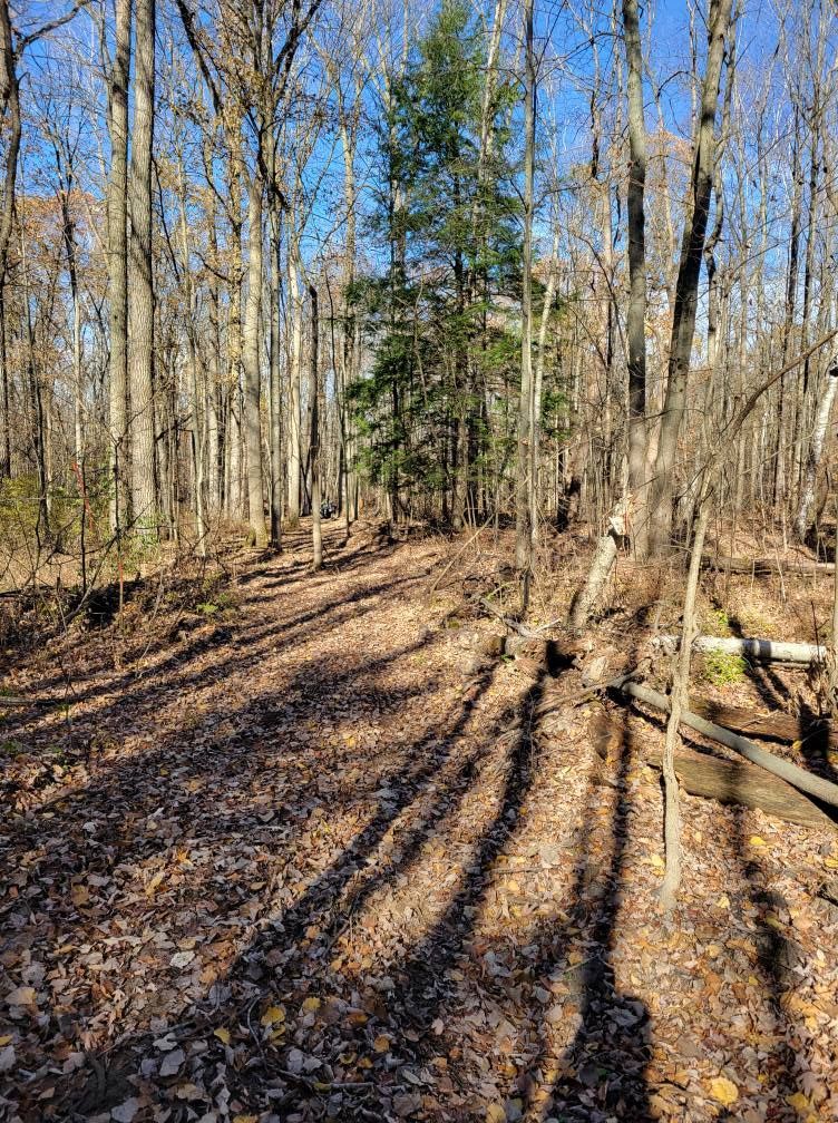 Leaf-covered forest trail with long tree shadows and a small evergreen under a clear blue sky