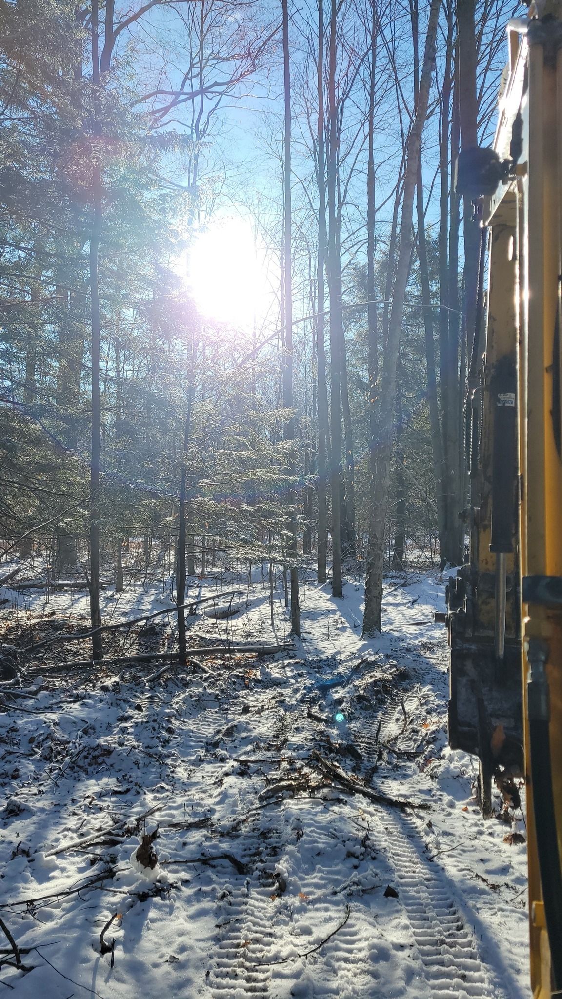 Snowy forest path in bright sunlight, with tall bare trees and a wooden structure at the right edge.