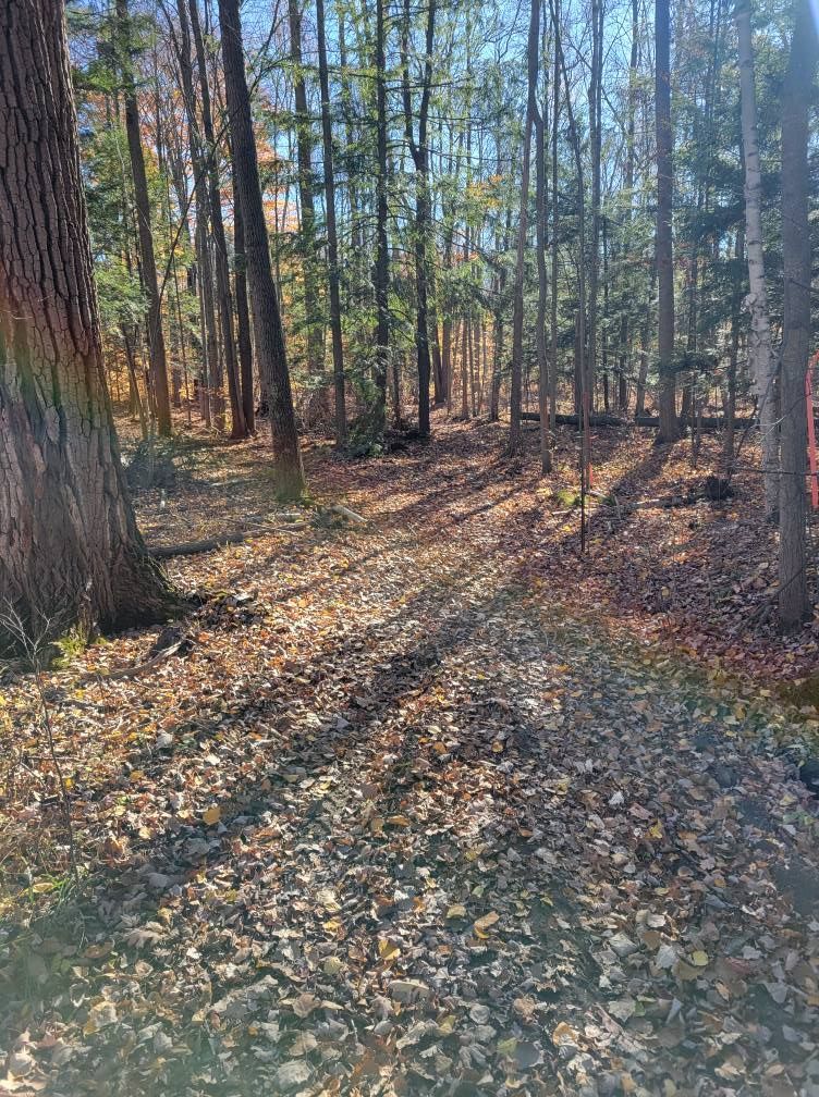 Sunlit forest path covered in fallen leaves, lined with tall trees and long shadows