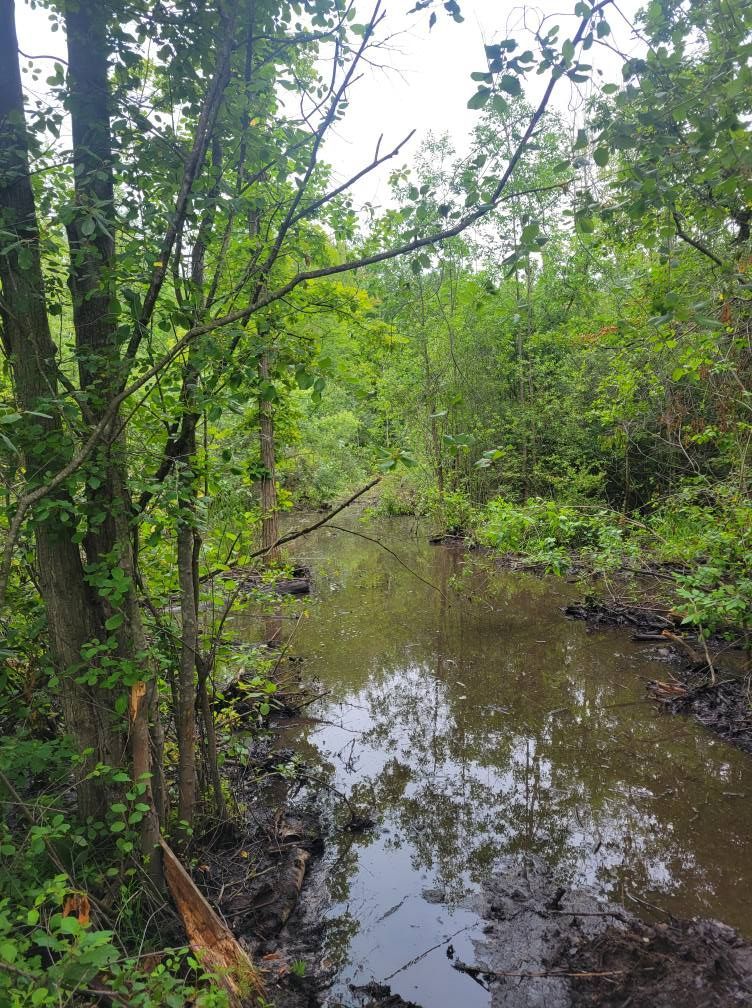 Narrow creek winding through dense green trees and brush, with calm reflective water.