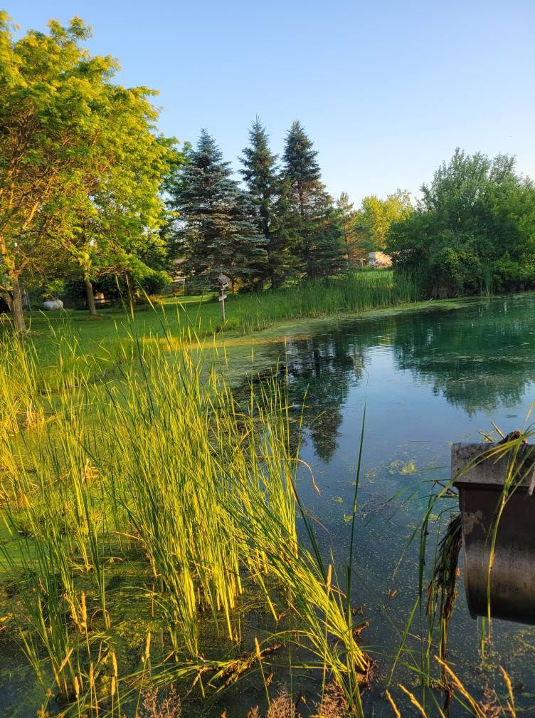 Serene pond bordered by tall grasses and trees, reflecting a clear blue sky at sunset