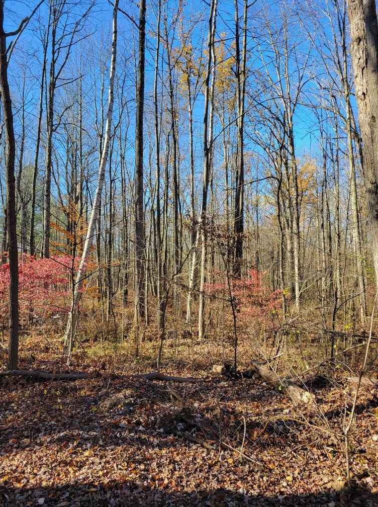 Leaf-covered forest with tall bare trees under a clear blue sky, with some red shrubs in the background