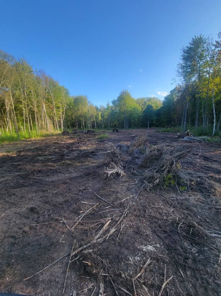 Cleared forest lot with tree stumps and fallen branches under a clear blue sky