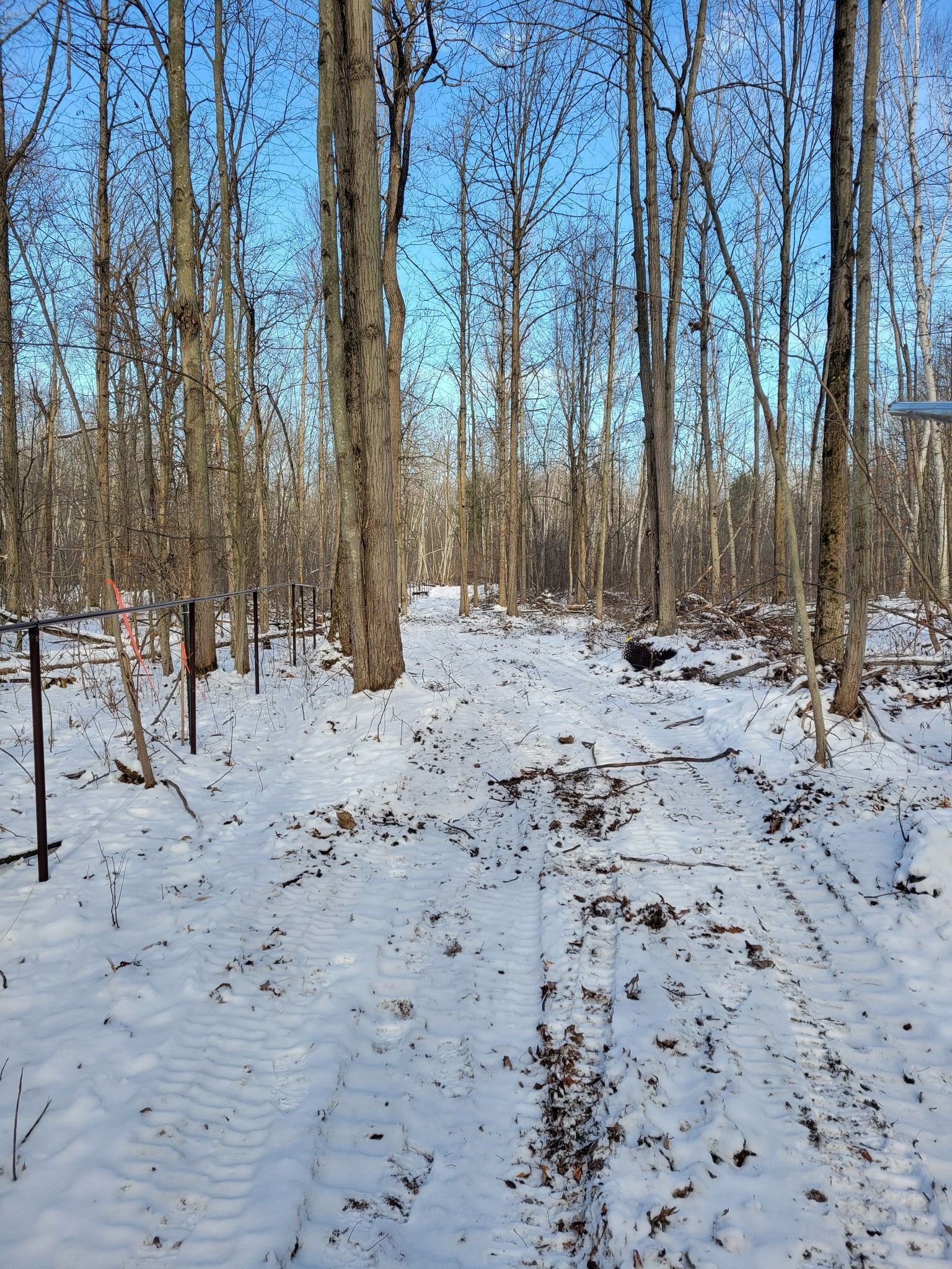 Snowy forest trail with bare trees and footprints under a blue sky