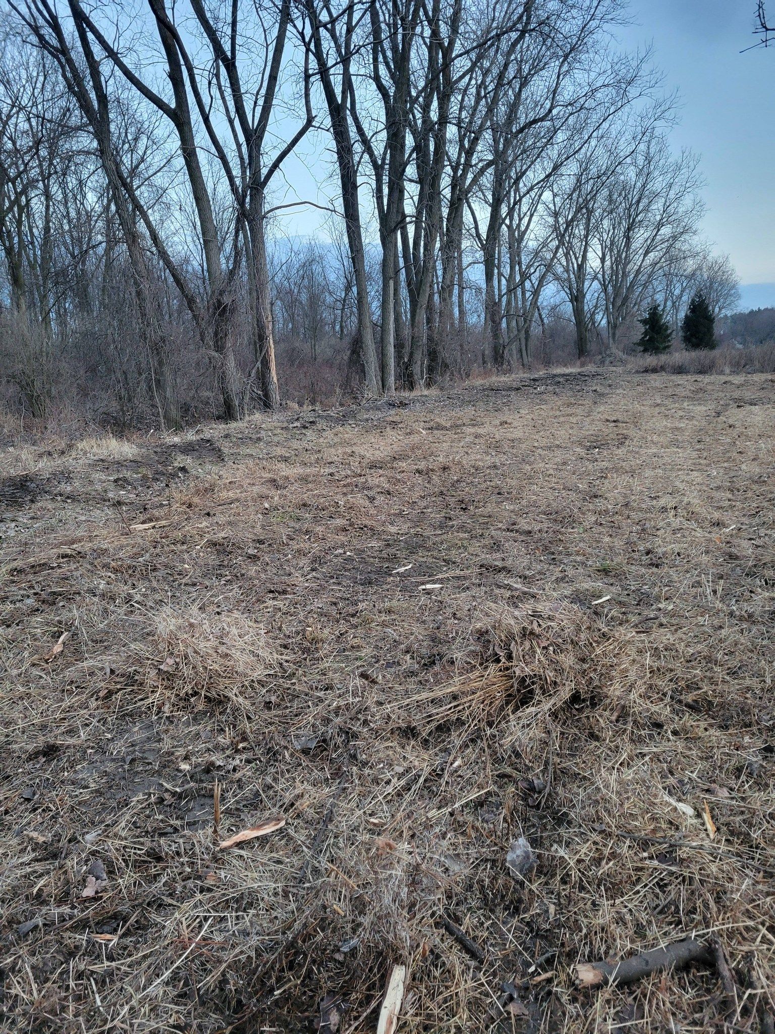 Leaf-covered woodland edge with bare trees and a grassy open area under a blue sky