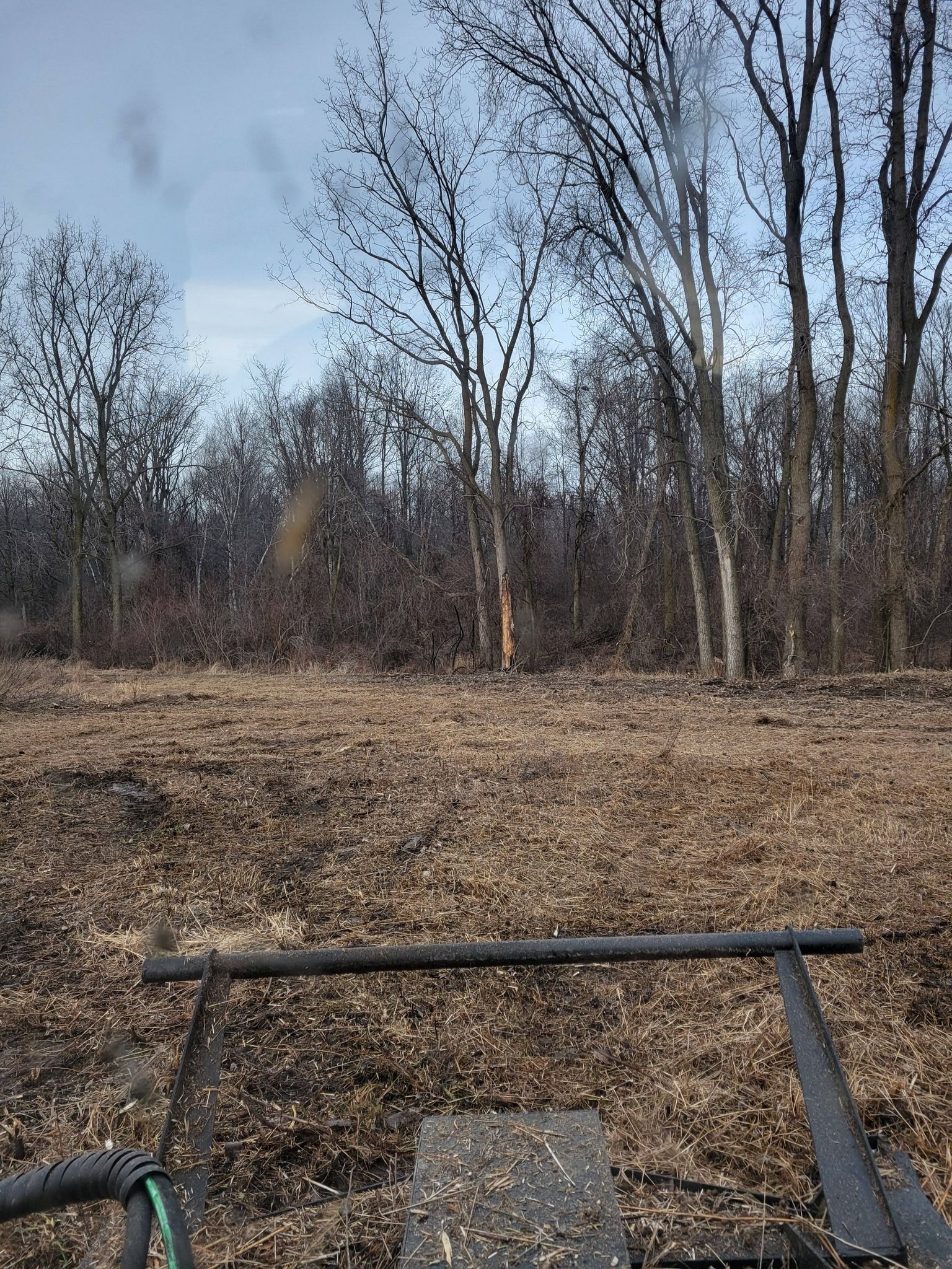 Leaf-covered woodland clearing under a pale sky, viewed from a metal bench or railing in the foreground