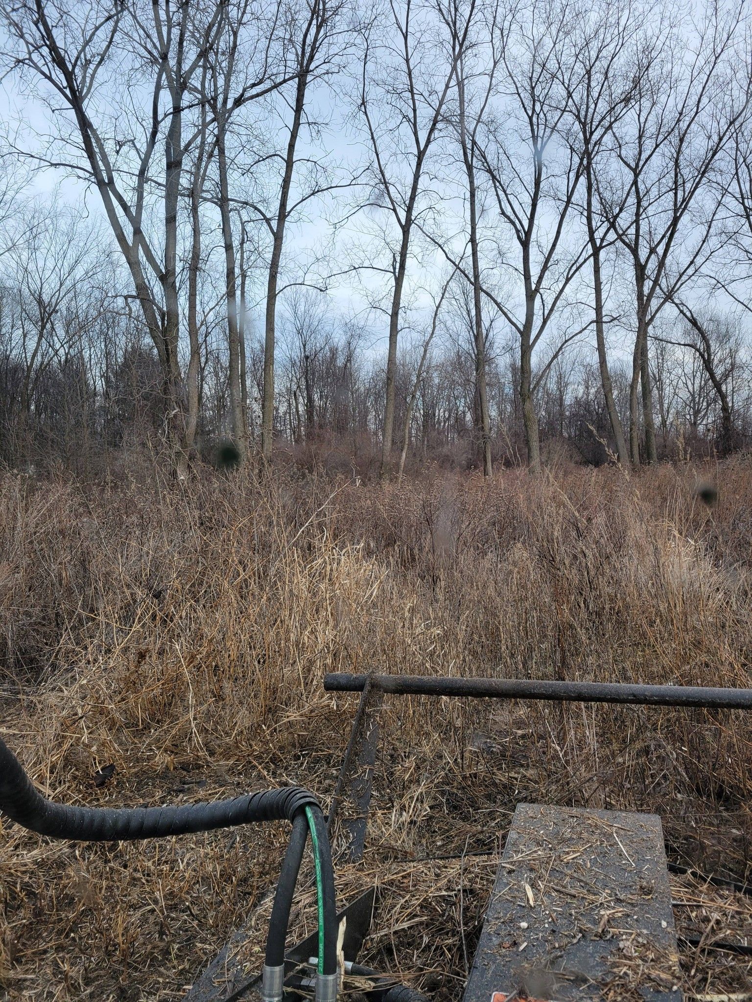 Leafless trees and tall dry grass in a field, viewed from a bicycle handlebar and pedal in the foreground.