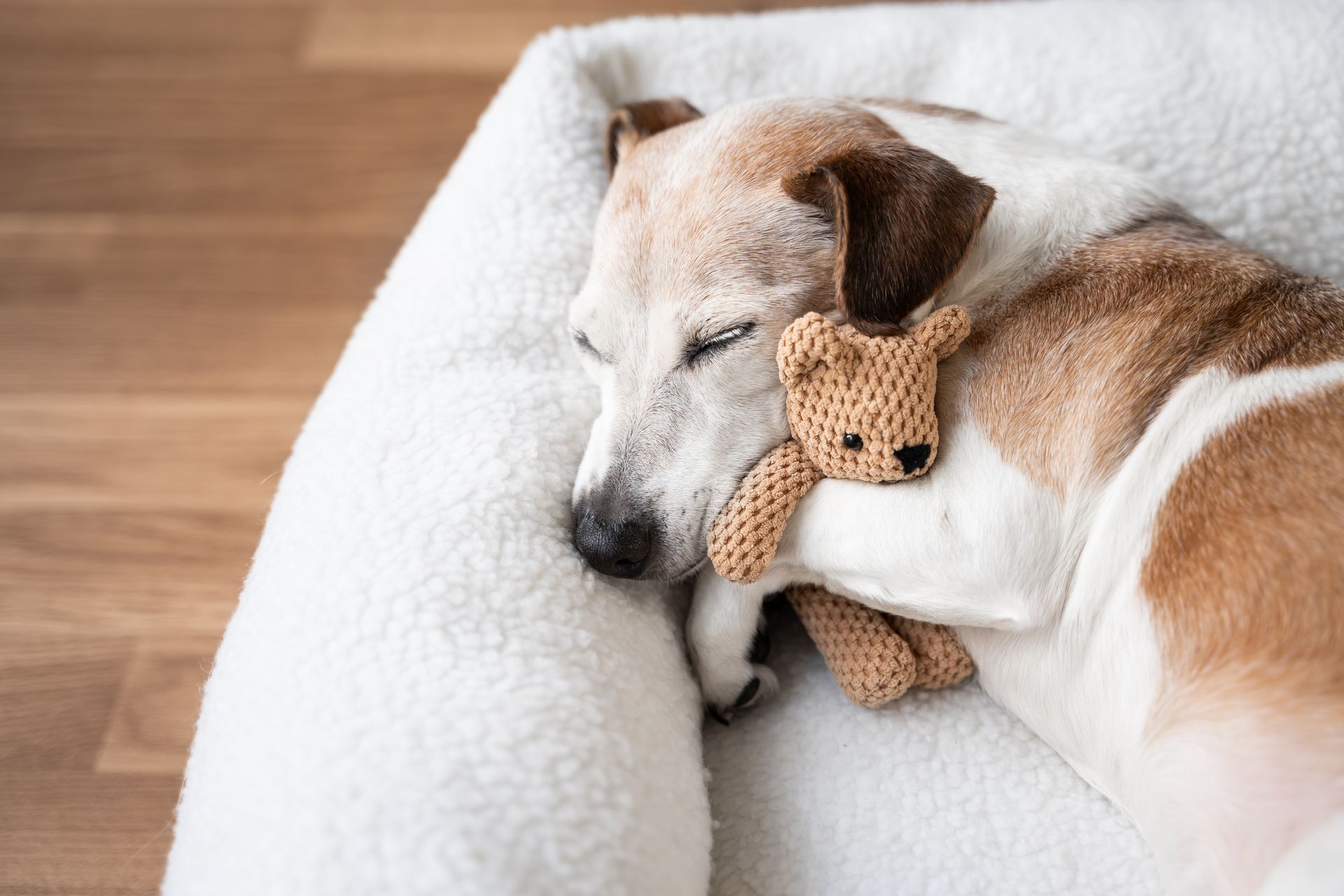 Sleeping tan-and-white dog curled on a white bed, cuddling a brown stuffed toy.