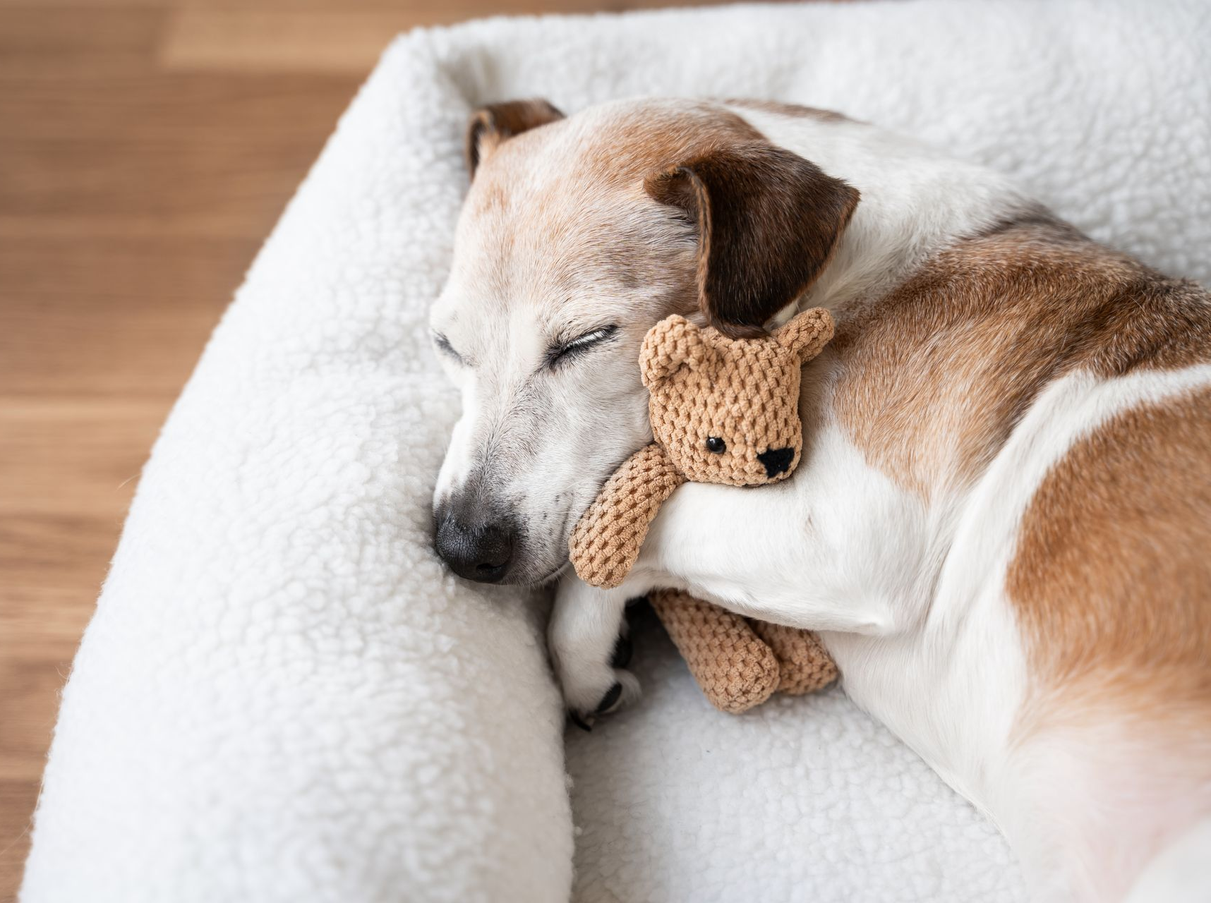 Sleeping brown-and-white dog cuddling a teddy bear on a white cushion