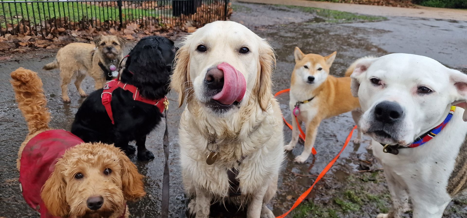 Six dogs on leashes at a muddy outdoor park, including a white dog licking its nose in front.