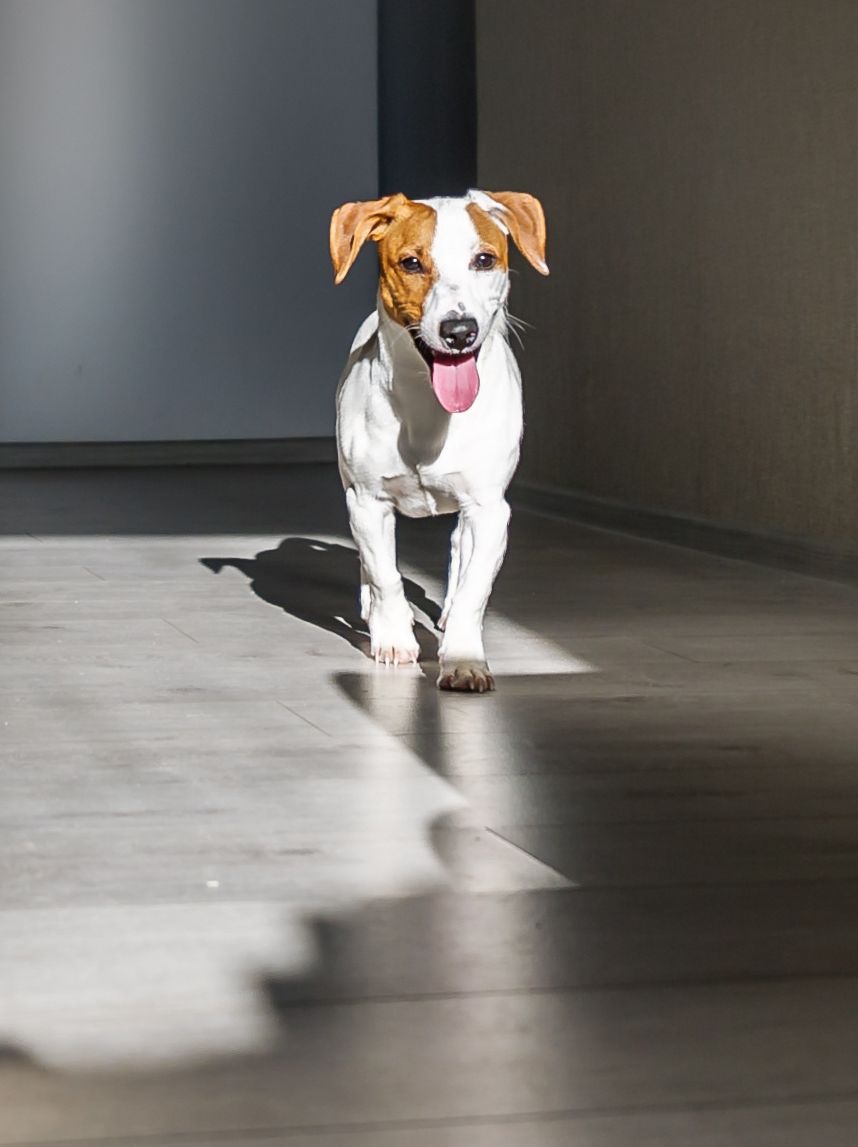 Small white-and-brown dog walking toward the camera in a sunlit hallway, tongue out.