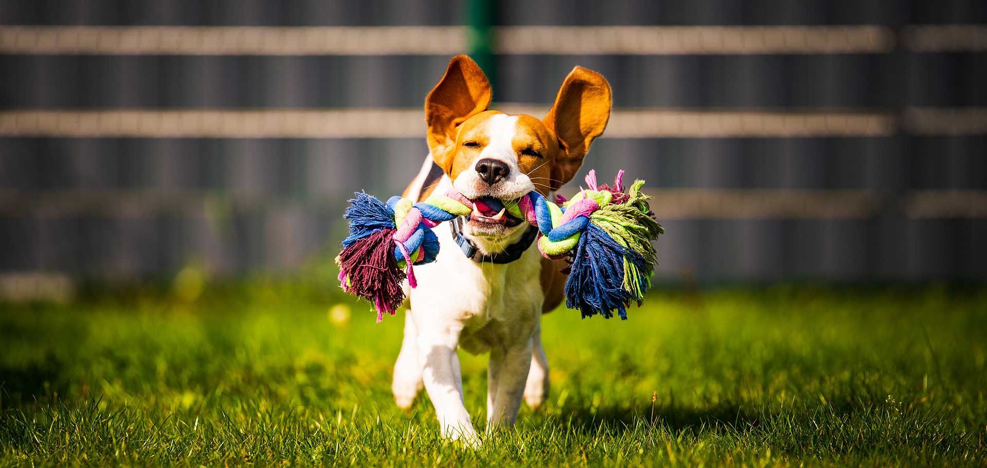 Happy small dog running with a toy in its mouth