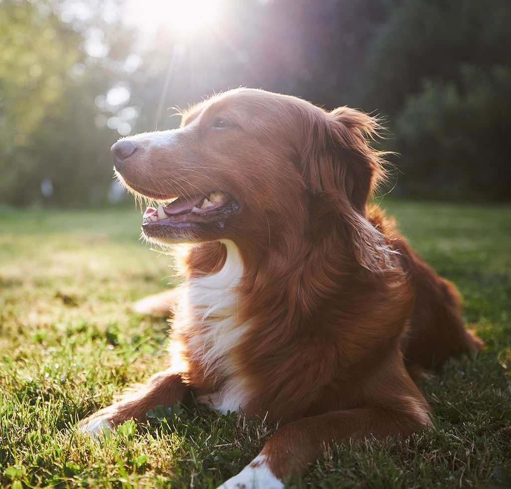 Brown dog lying in sunlit grass with mouth open and a white chest patch