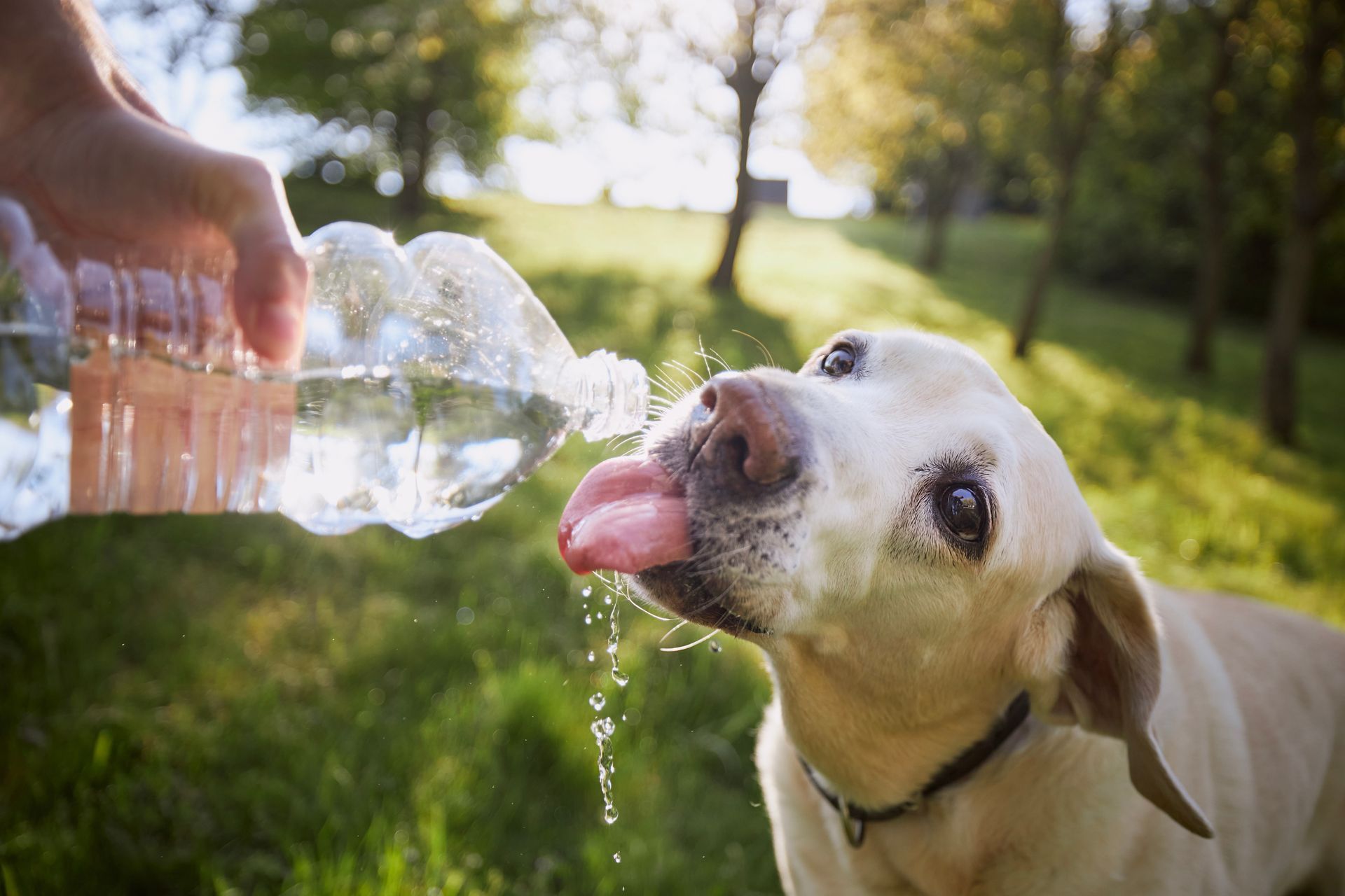 Dog drinking water from a plastic bottle held by a person in a sunny park