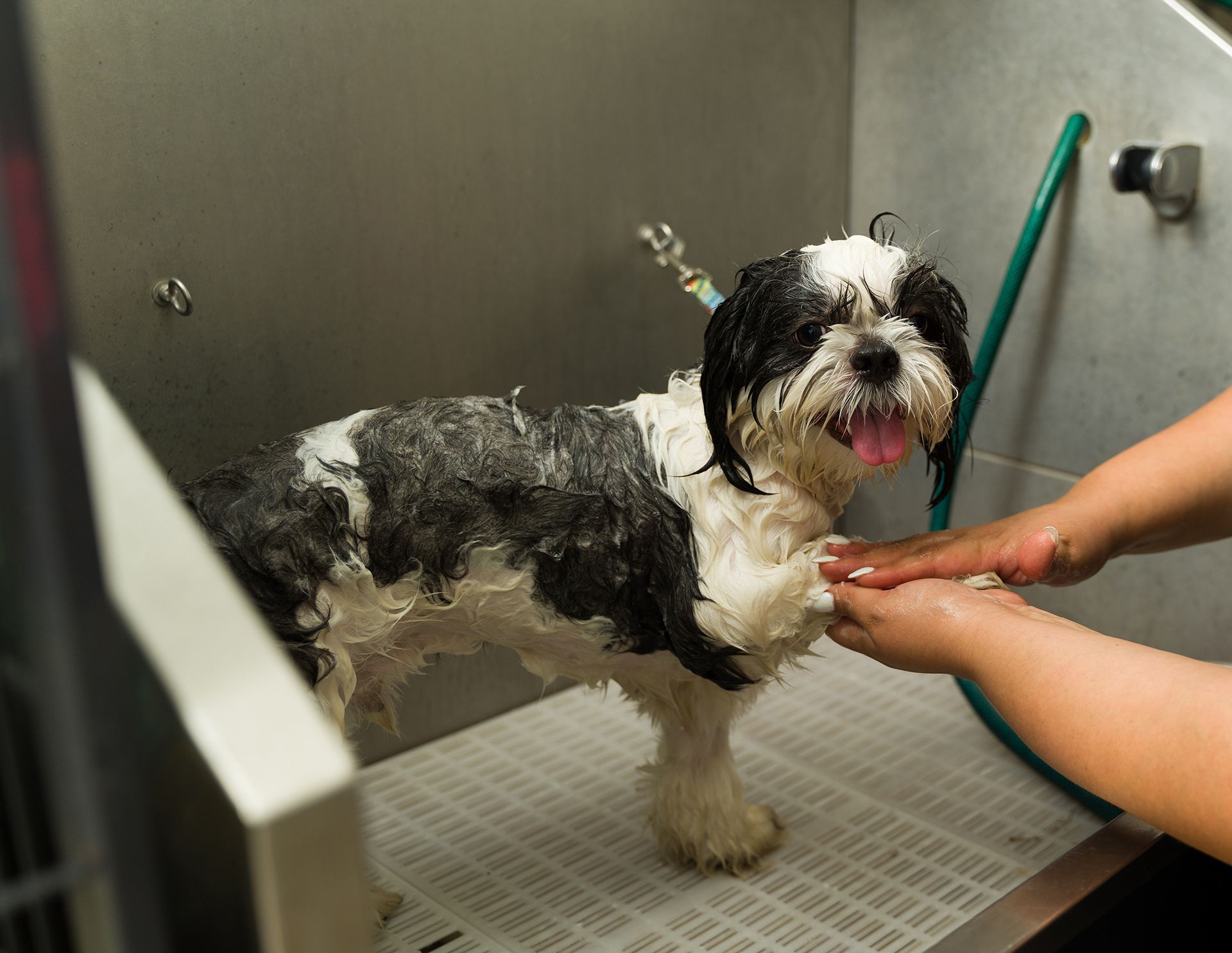 Small black-and-white dog standing on a grooming table while a person washes it in a sink
