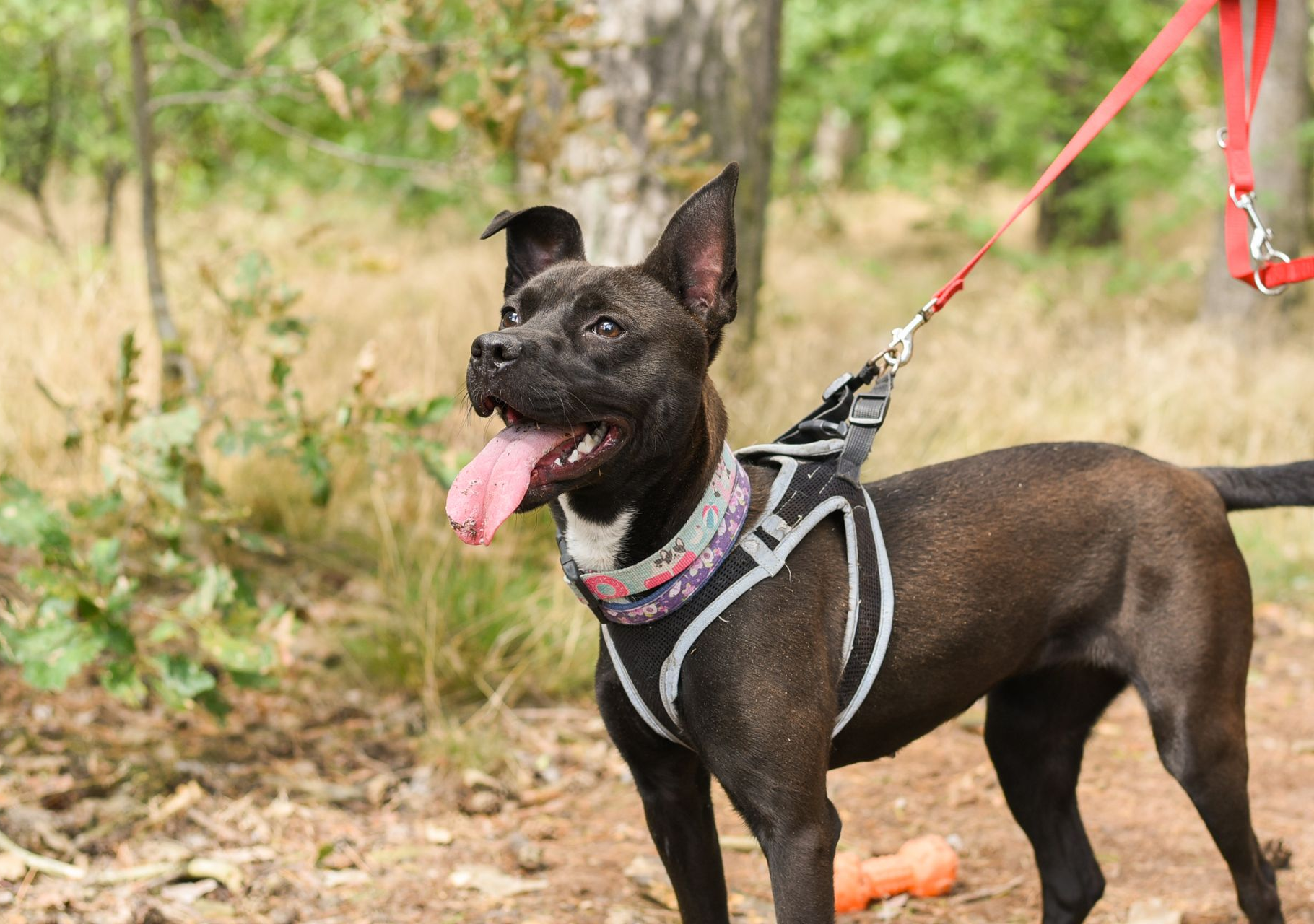 Black dog wearing a harness and leash, standing outdoors with tongue out.