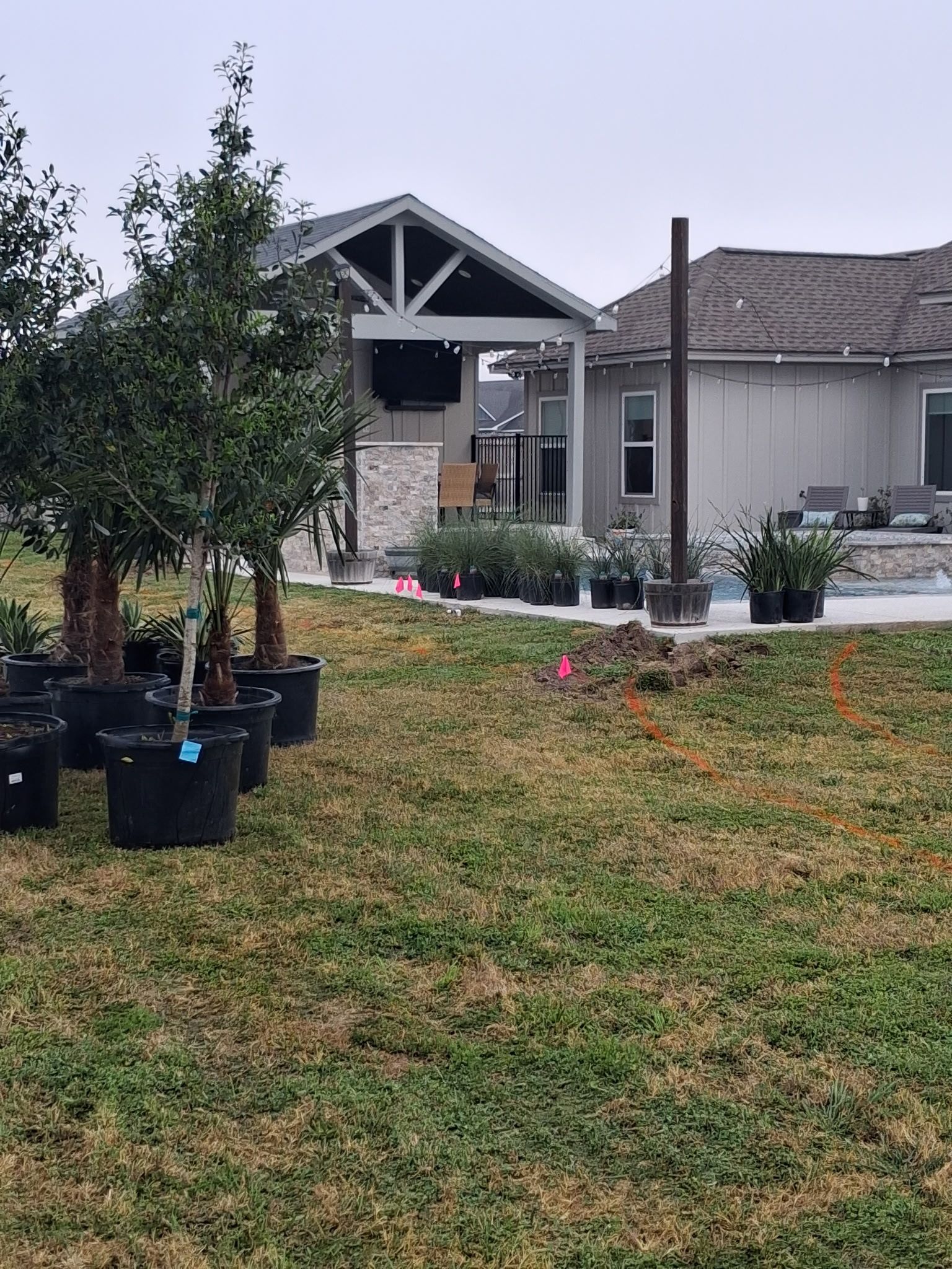 Newly planted trees in black pots on a lawn in front of a suburban house and porch