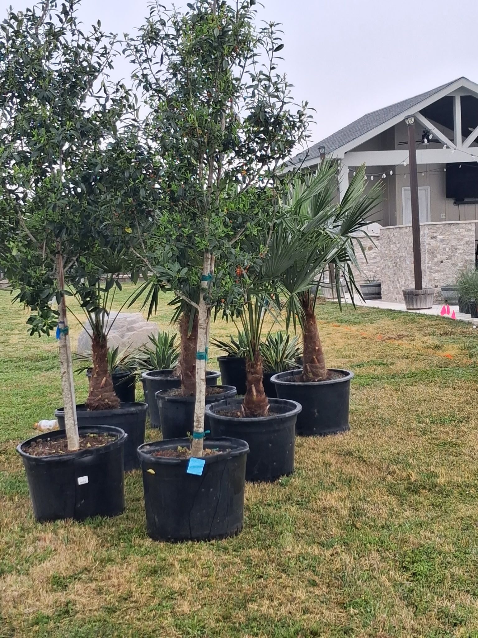 Five potted young trees on grass in front of a house under construction
