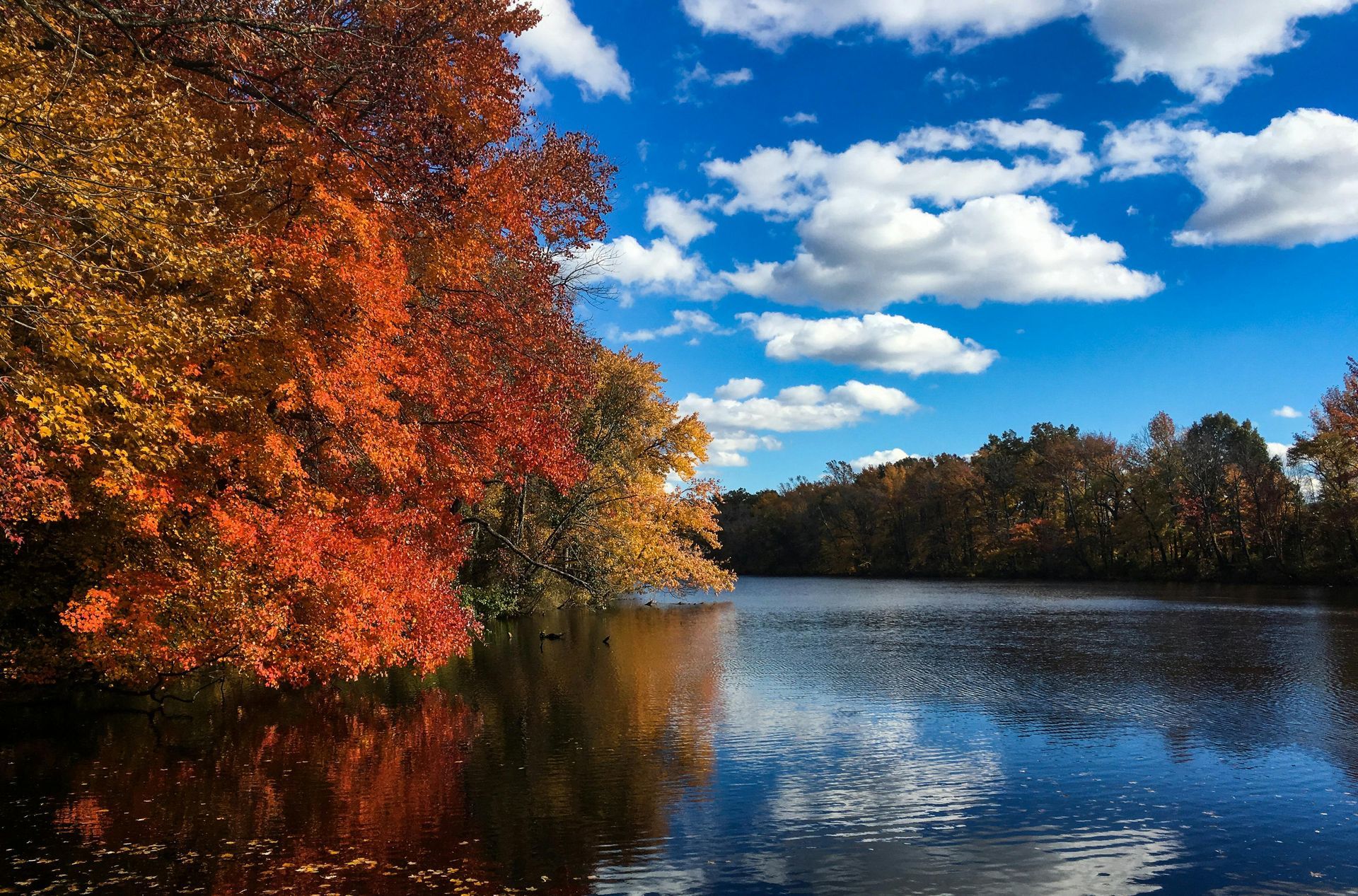 Autumn trees with orange leaves beside a calm lake under a blue sky with clouds