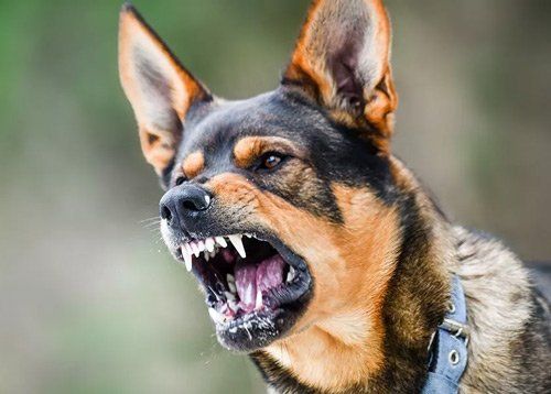 Dog Bite Attorneys