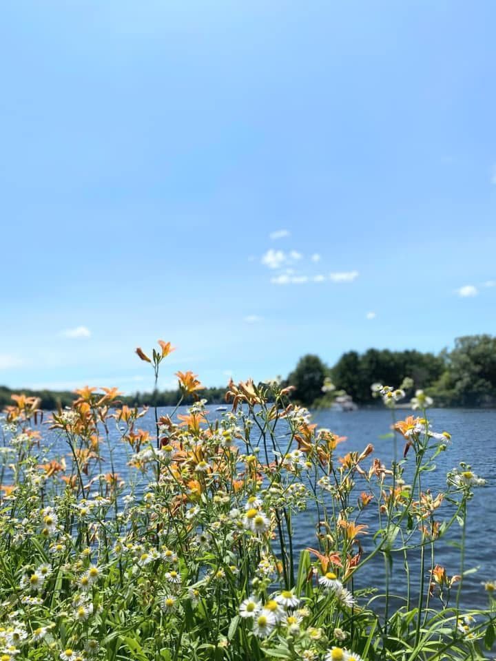 Wildflowers by a lakeside under a bright blue sky, with water and distant trees in the background