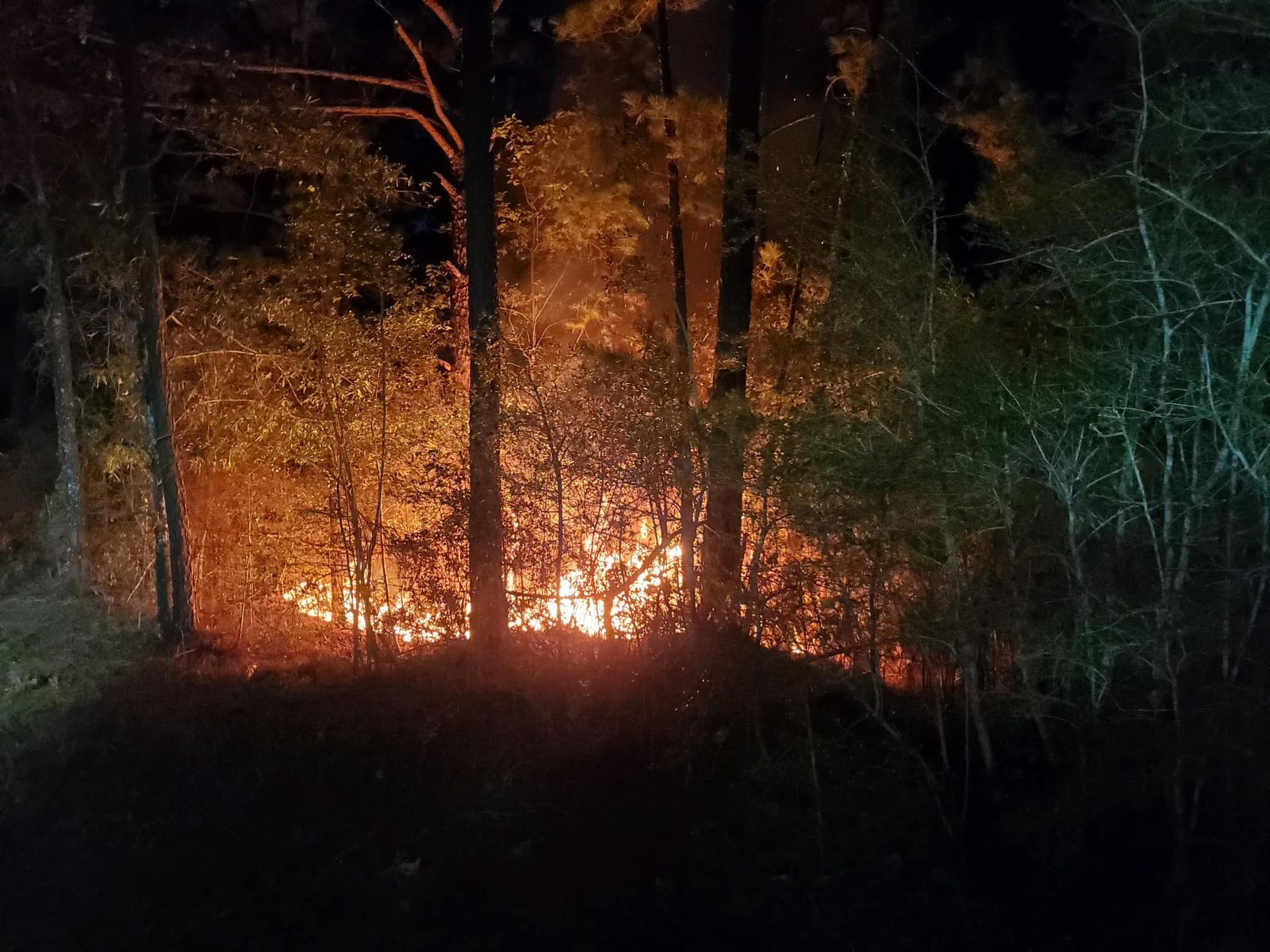 A picture of a forrest fire