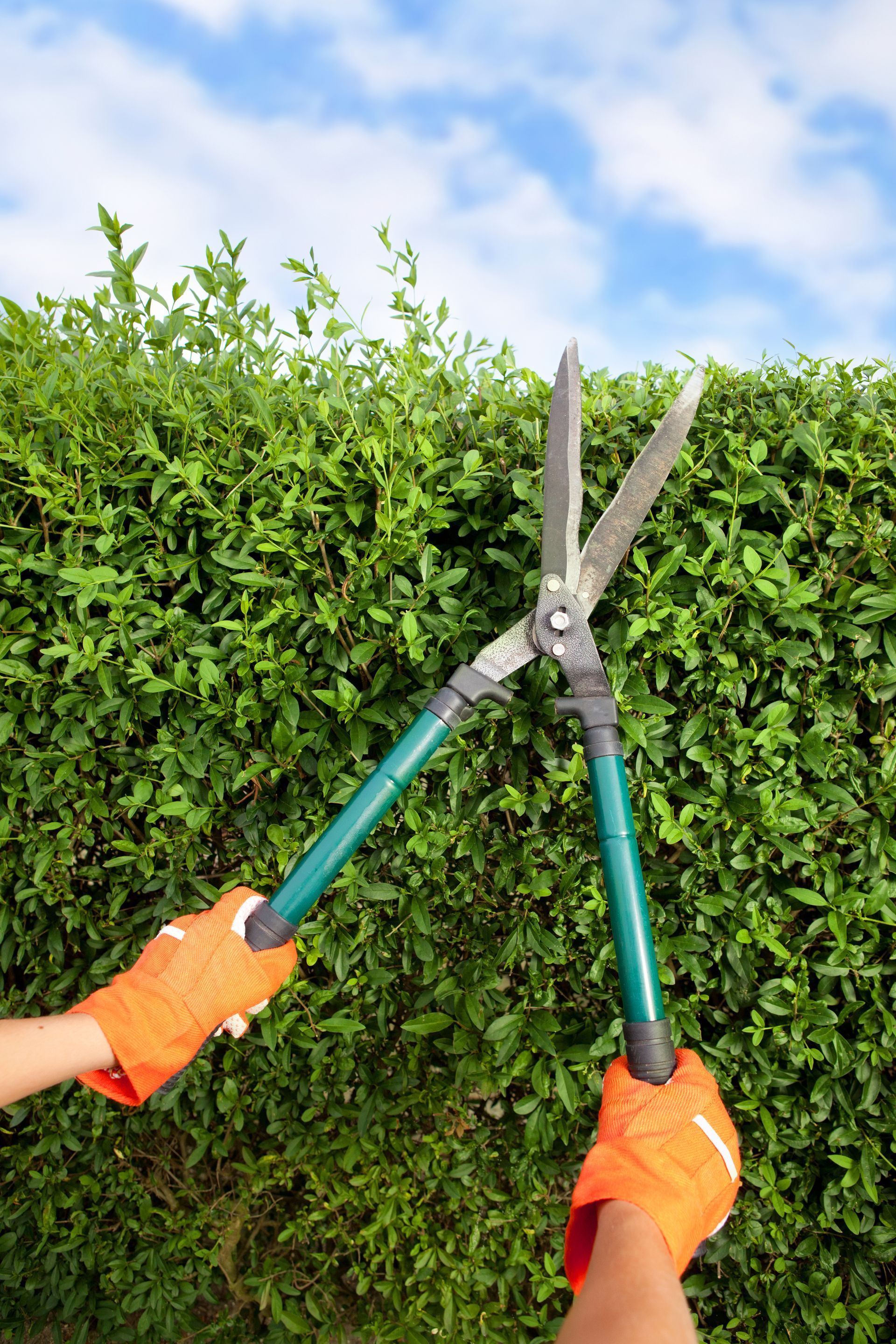 A person is cutting a hedge with a pair of hedge shears — Quality Lawns and Gardens in Port Stephens, NSW
