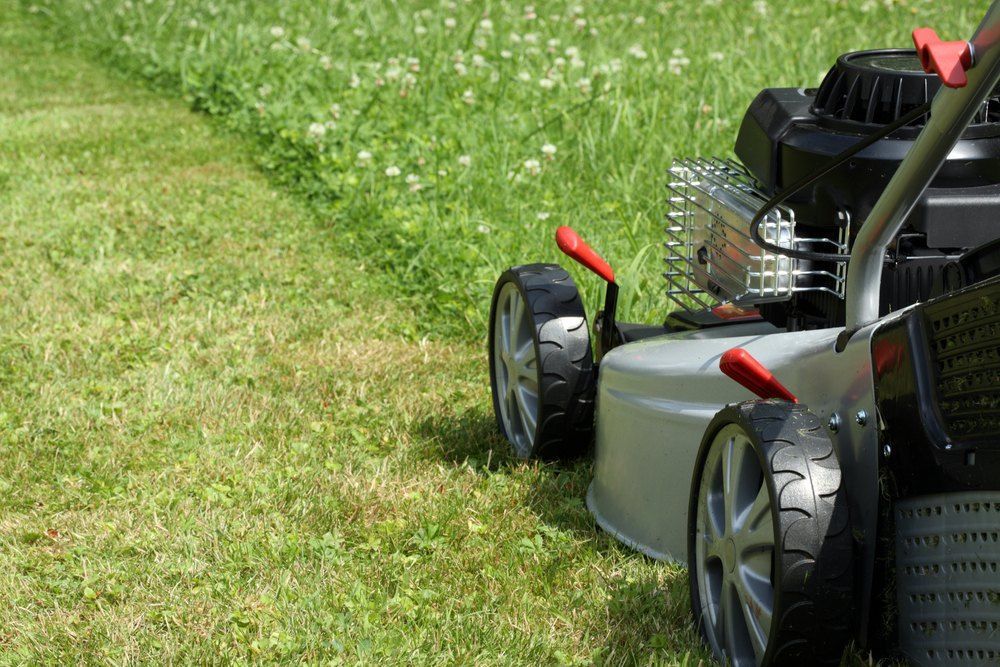 A Lawn Mower is Cutting — Quality Lawns and Gardens in Newcastle, NSW