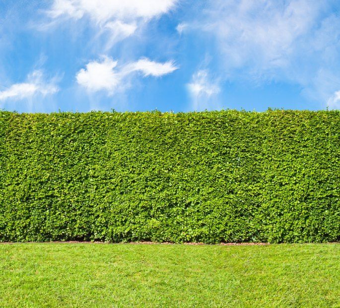 A bright green freshly cut hedge — Quality Lawns and Gardens in Raworth, NSW