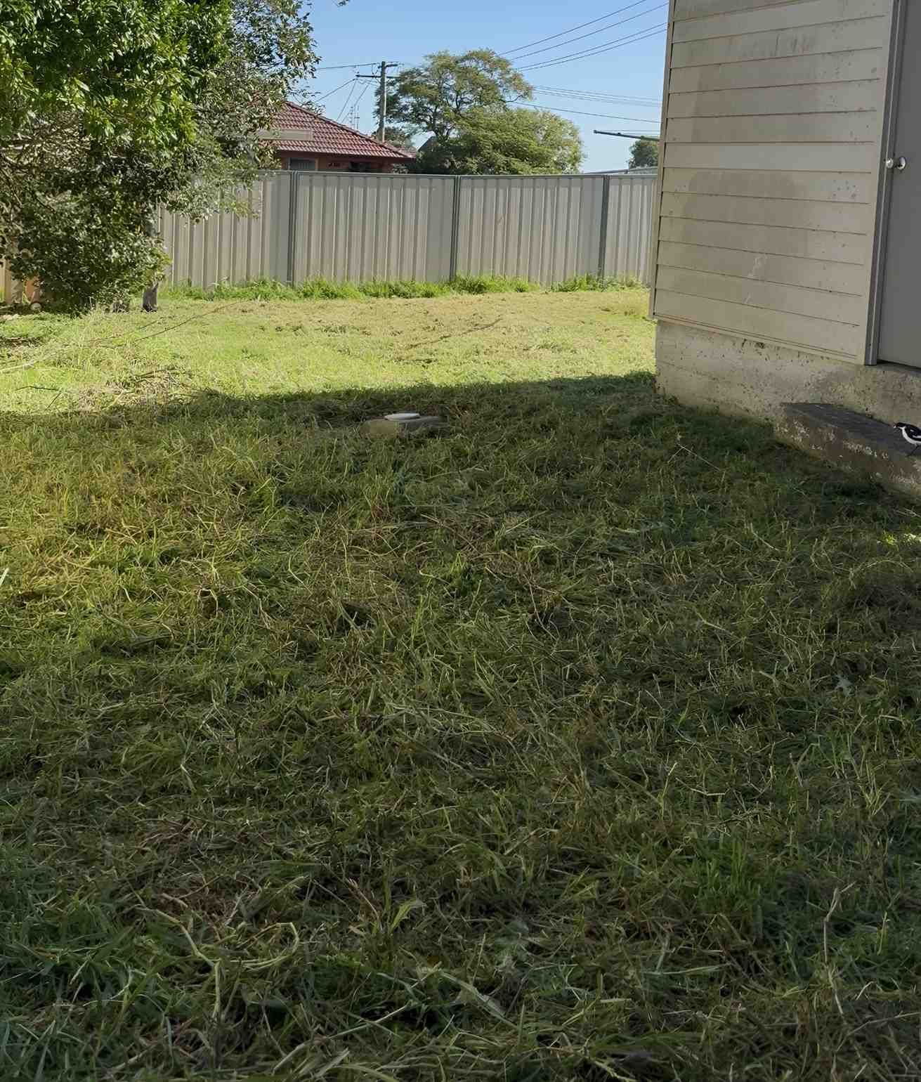 Grassy Backyard With A Low Concrete Foundation — Quality Lawns and Gardens in Raworth, NSW