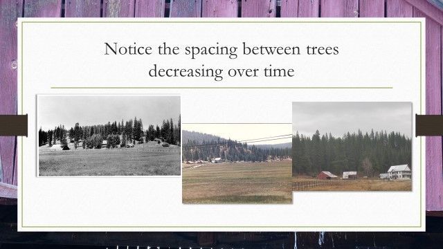 Notice the spacing between trees decreasing over time