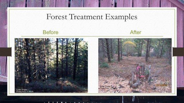 A before and after picture of a forest with the words forest treatment examples