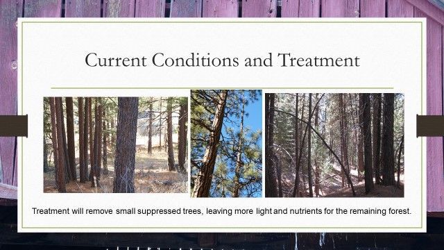 A poster showing current conditions and treatment of trees