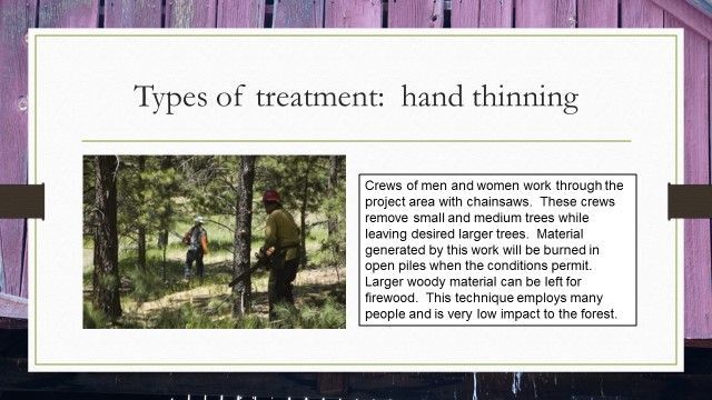 A man is cutting trees with a chainsaw in a forest.