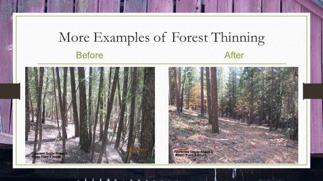 There are two pictures of a forest before and after being thinned.